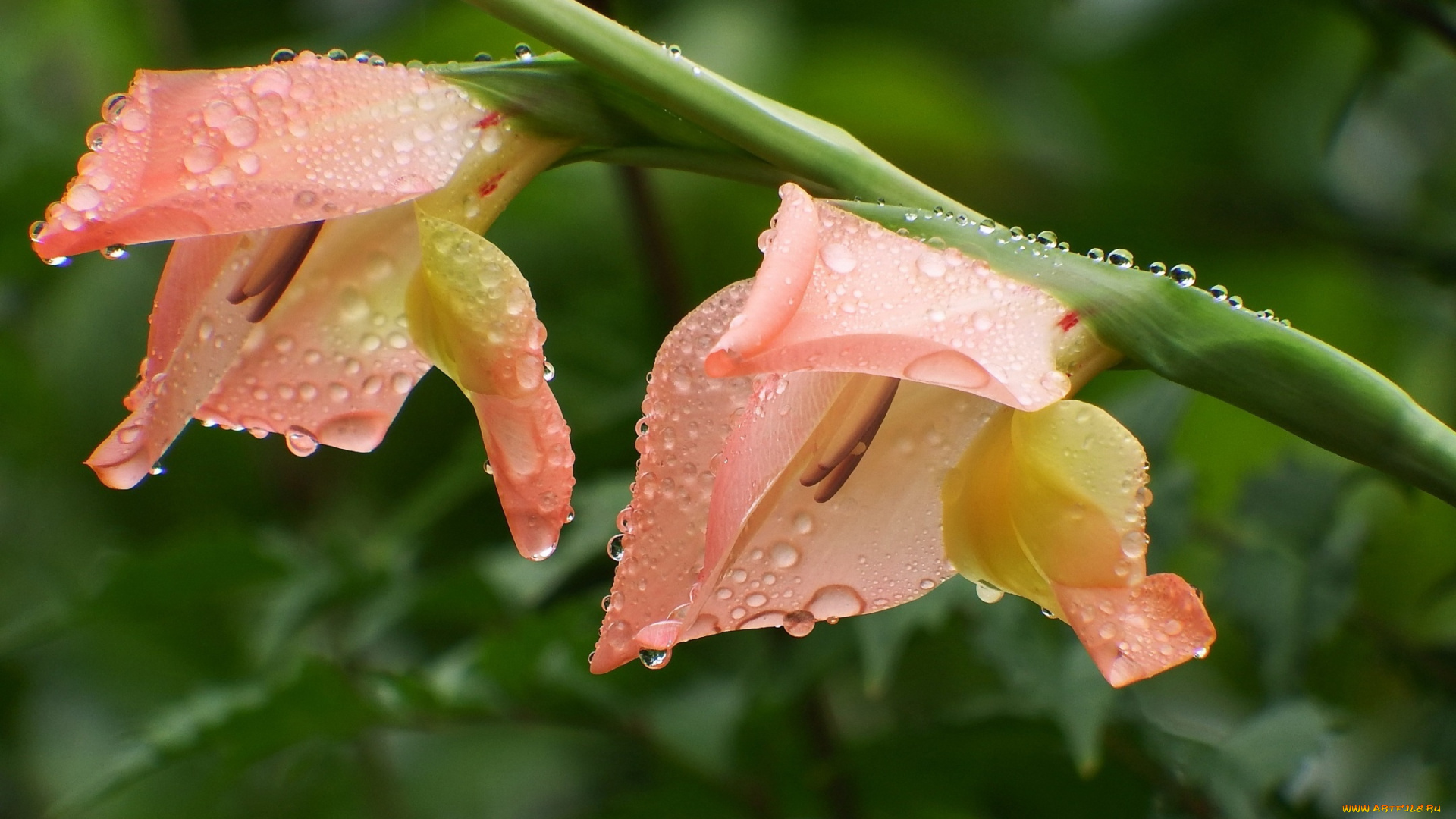 цветы, гладиолусы, роса