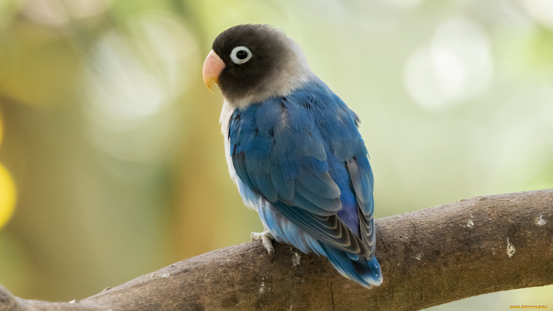 животные, попугаи, голубой, птица, ветка, попугай, боке, неразлучник