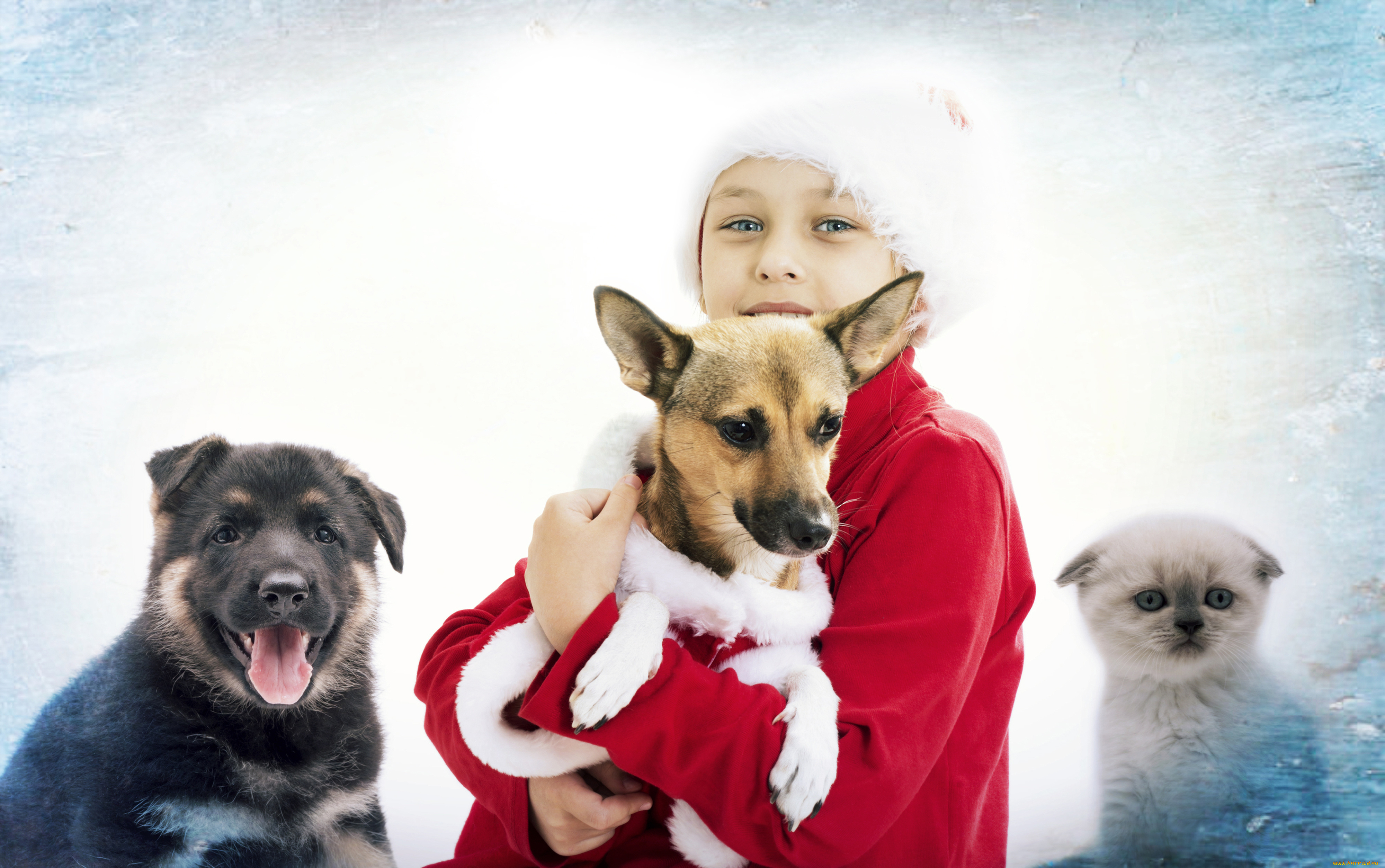 разное, дети, девочка, собаки, котенок