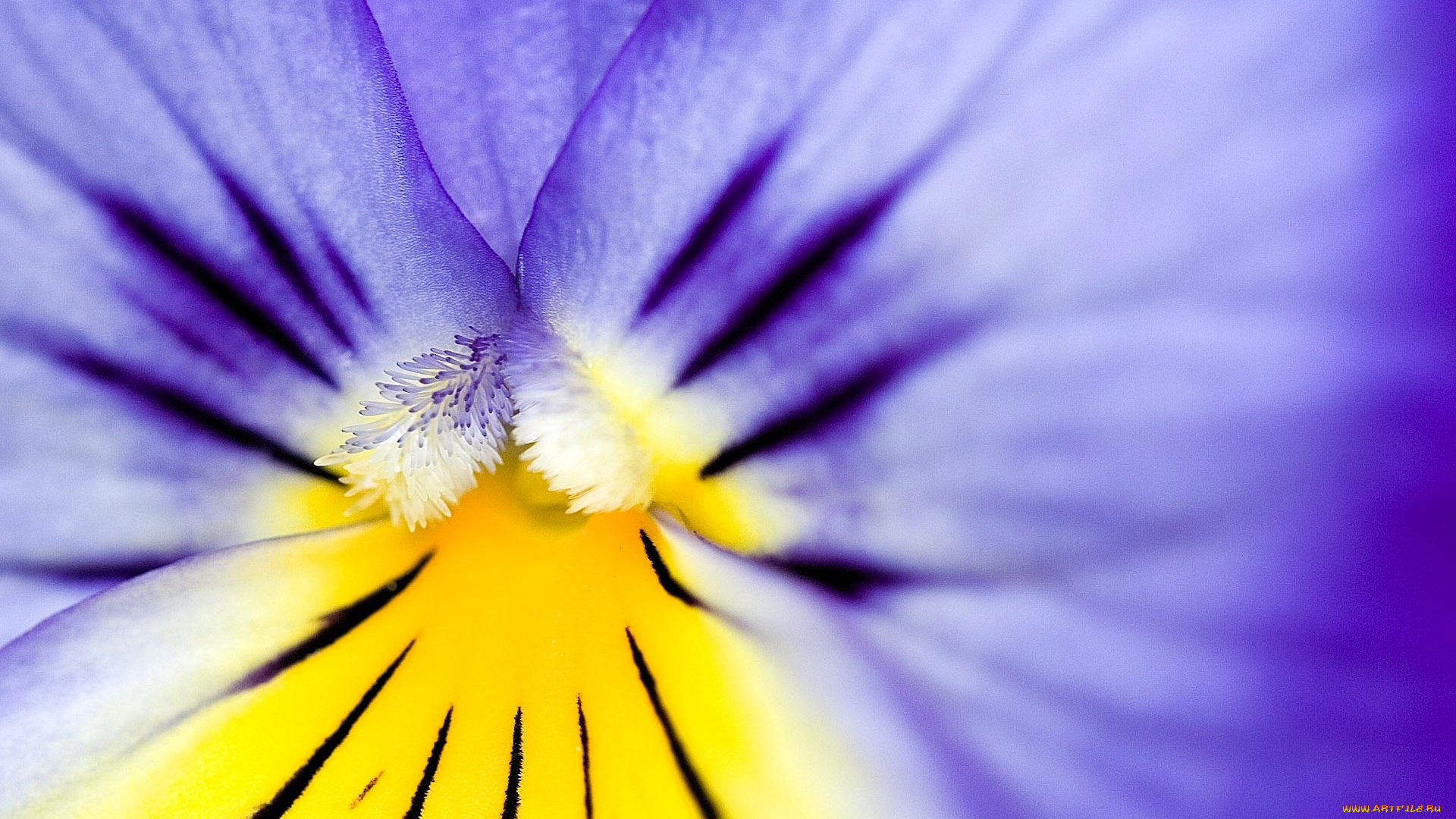 цветы, анютины, глазки, , садовые, фиалки, сердцевина, лепестки