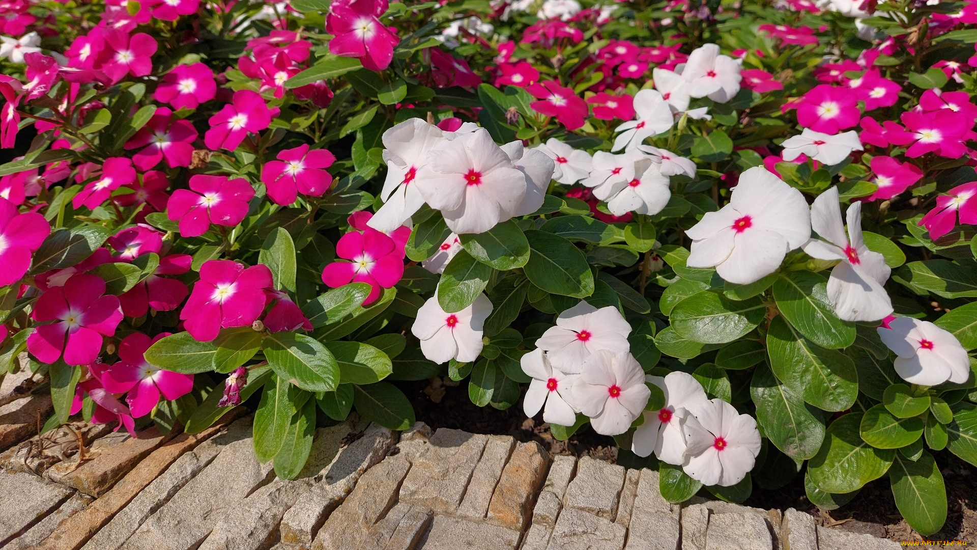 цветы, катарантусы, катарантус