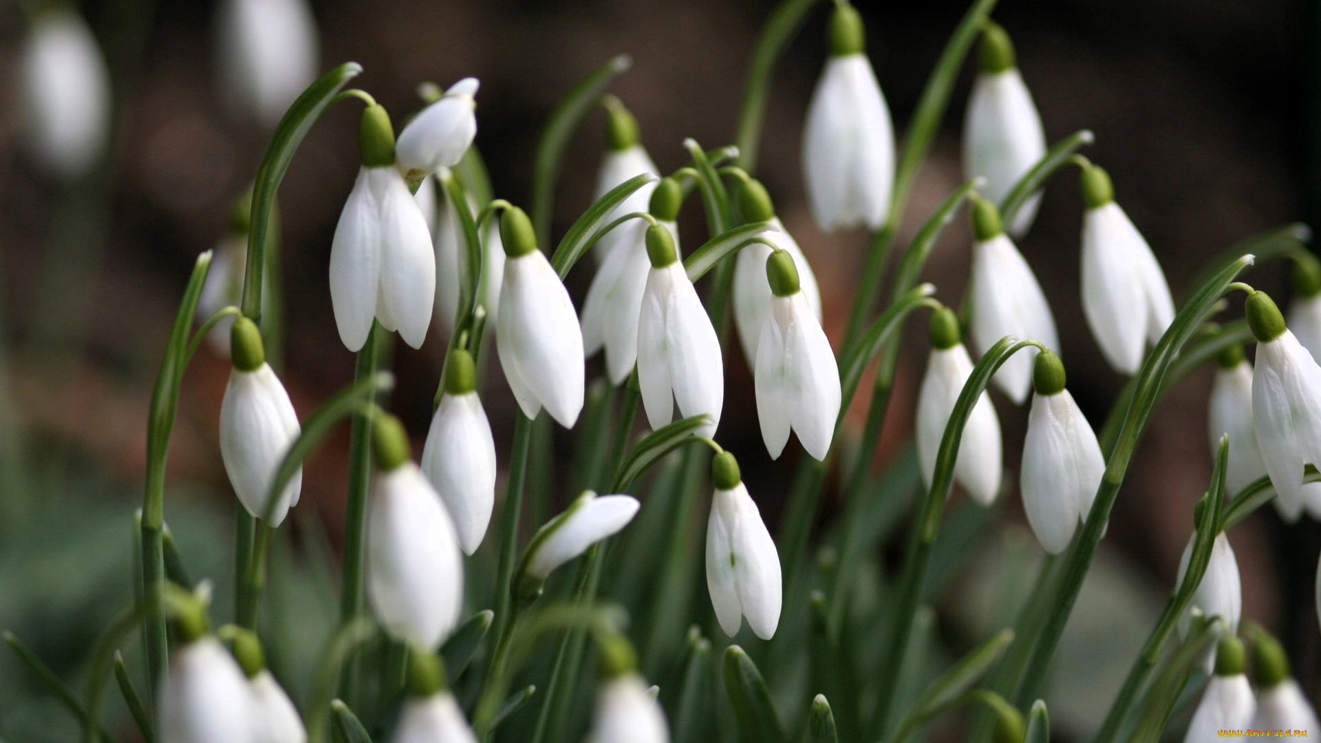цветы, подснежники, , белоцветники, , пролески