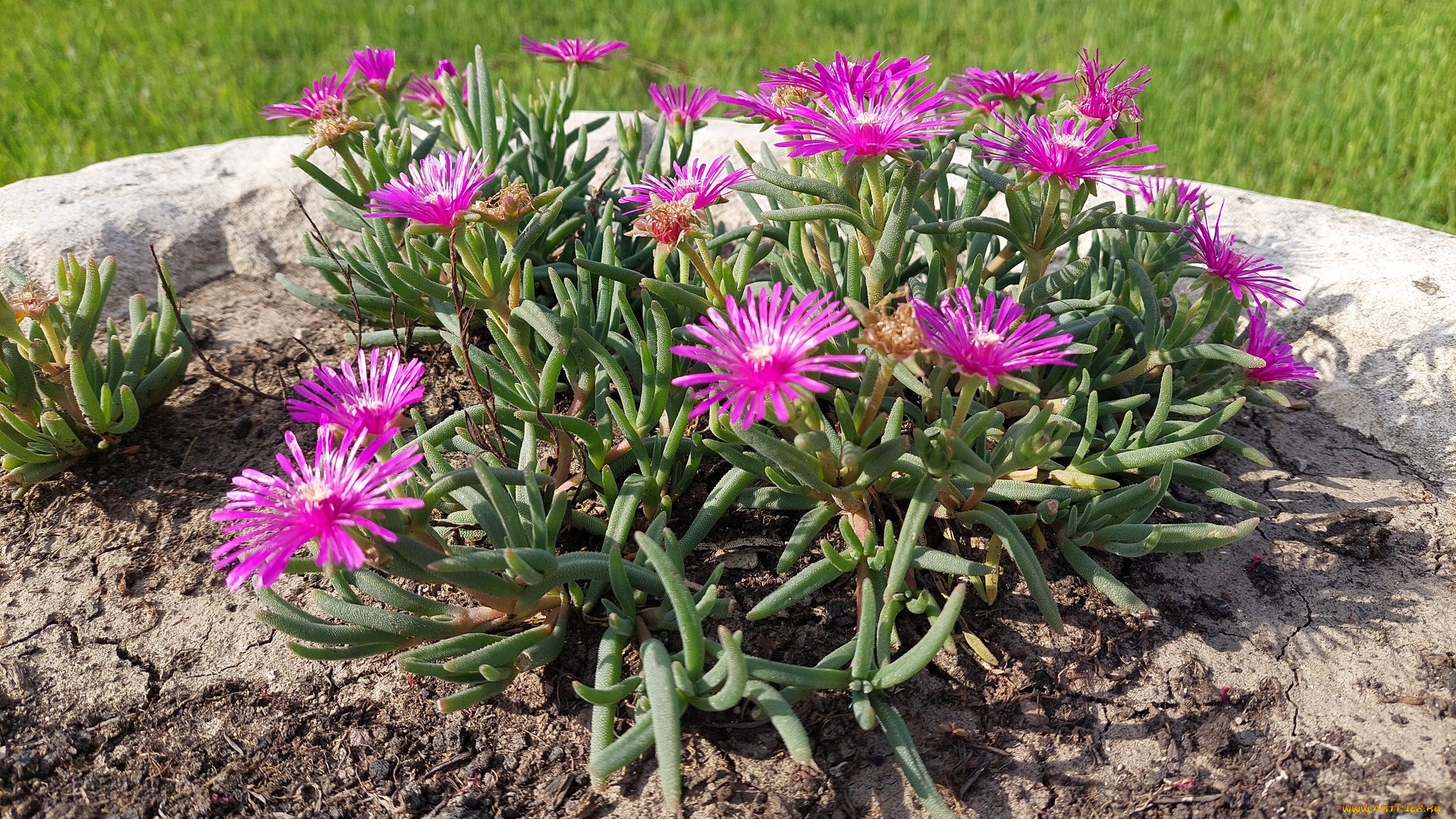 делосперма, цветы, аизовые, пустынный