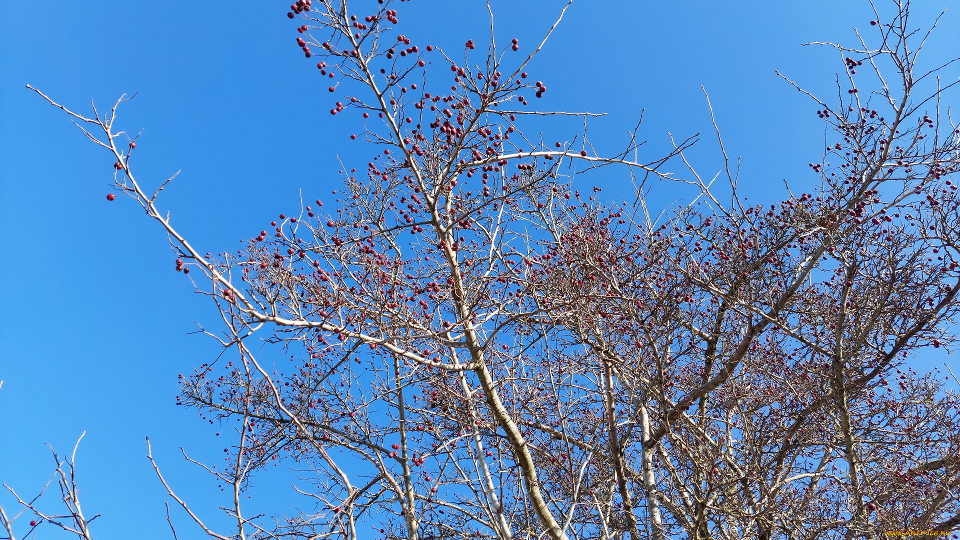 природа, деревья, ветки, ягоды