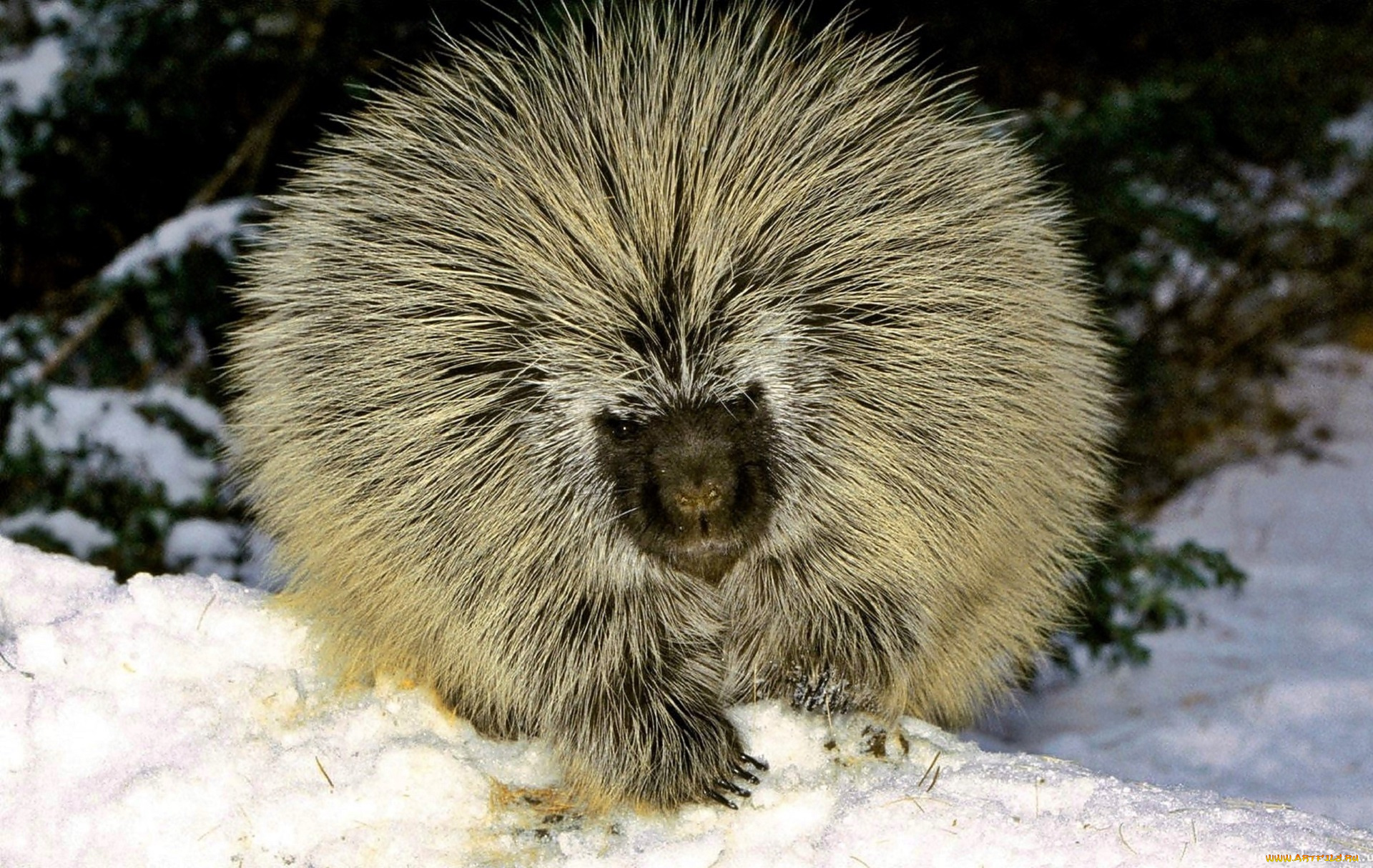 животные, дикобразы, дикобраз, снег