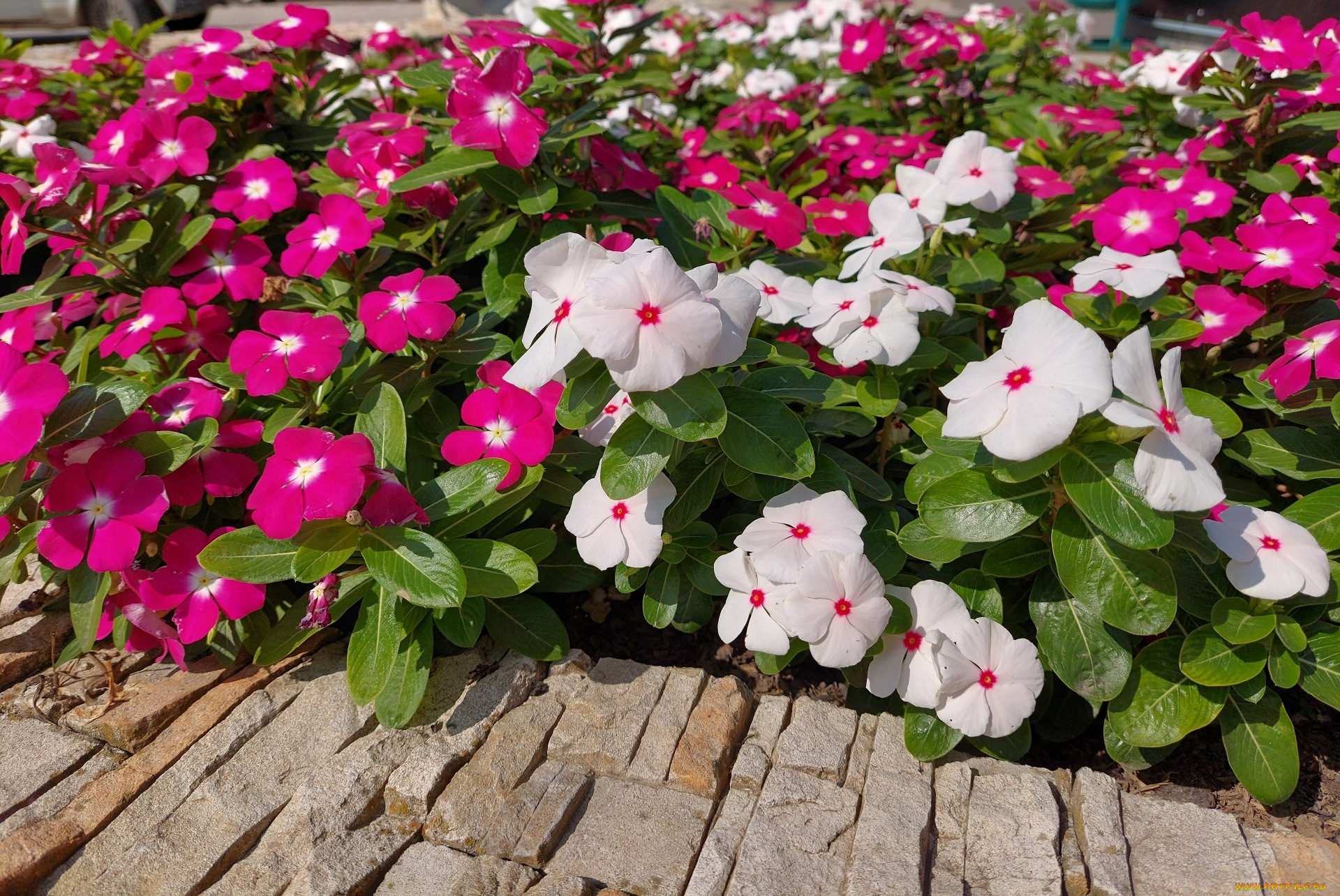 цветы, катарантусы, катарантус