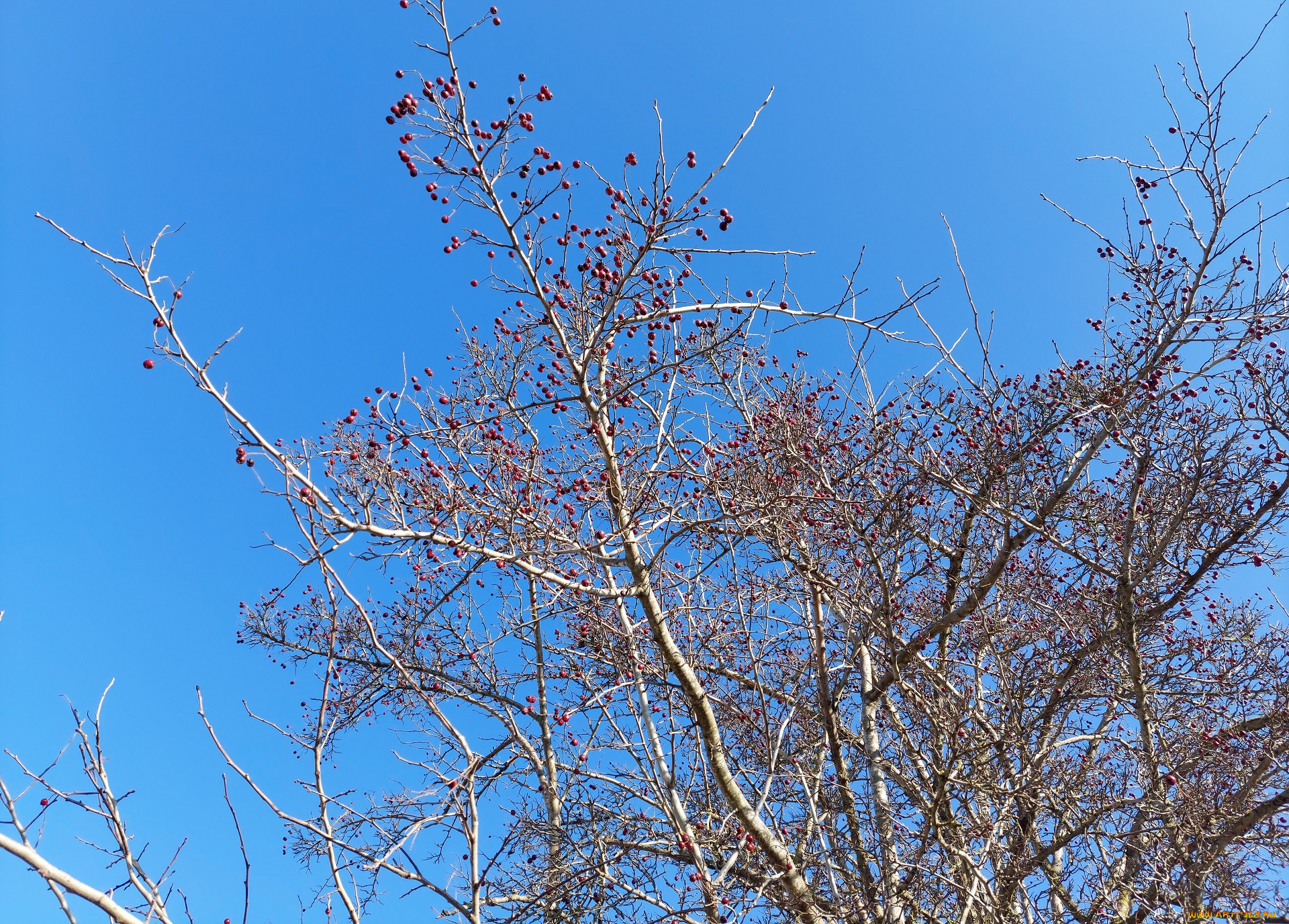 природа, деревья, ветки, ягоды