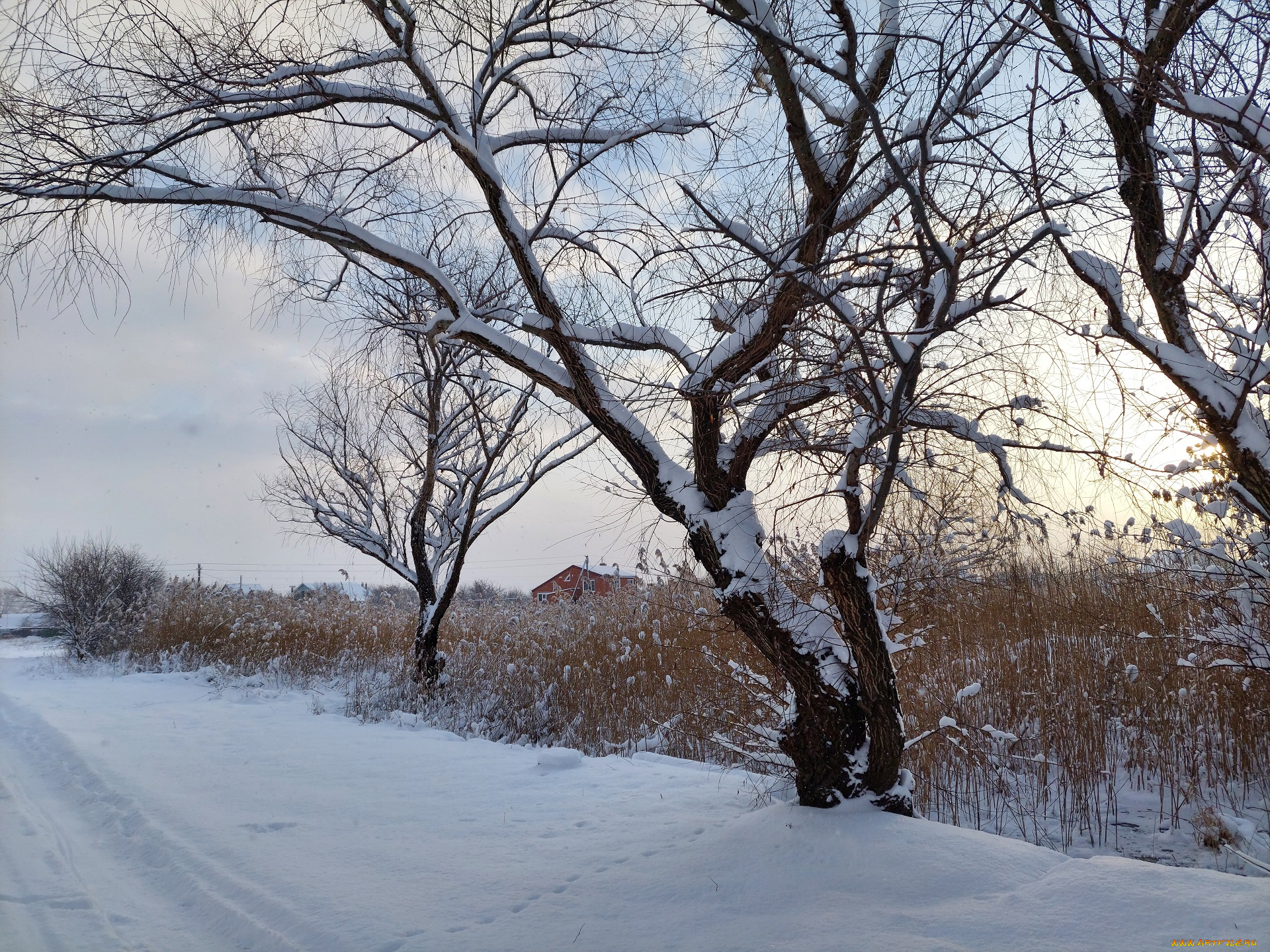 природа, деревья, зима, снег