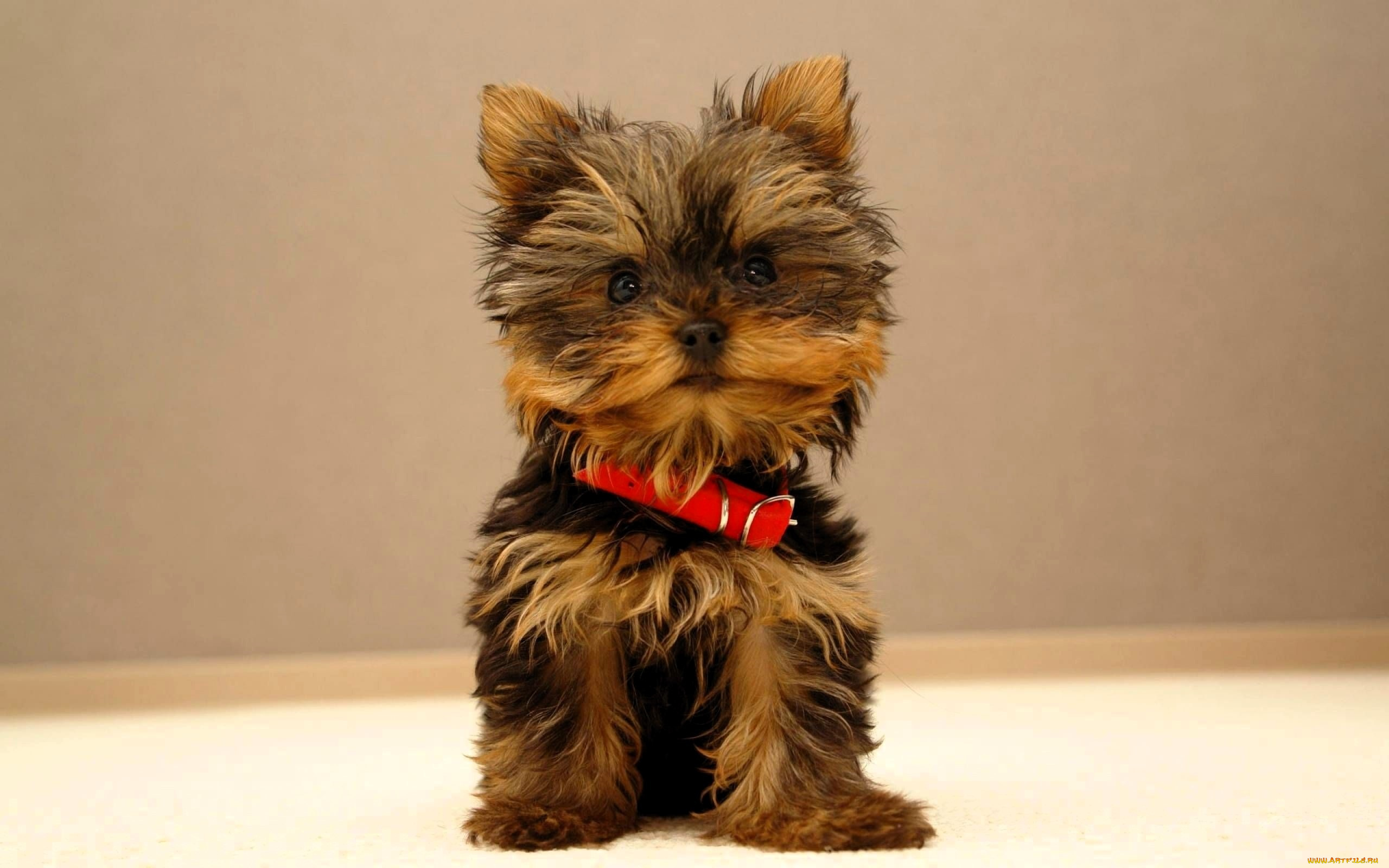 животные, собаки, йоркширский, терьер, ошейник