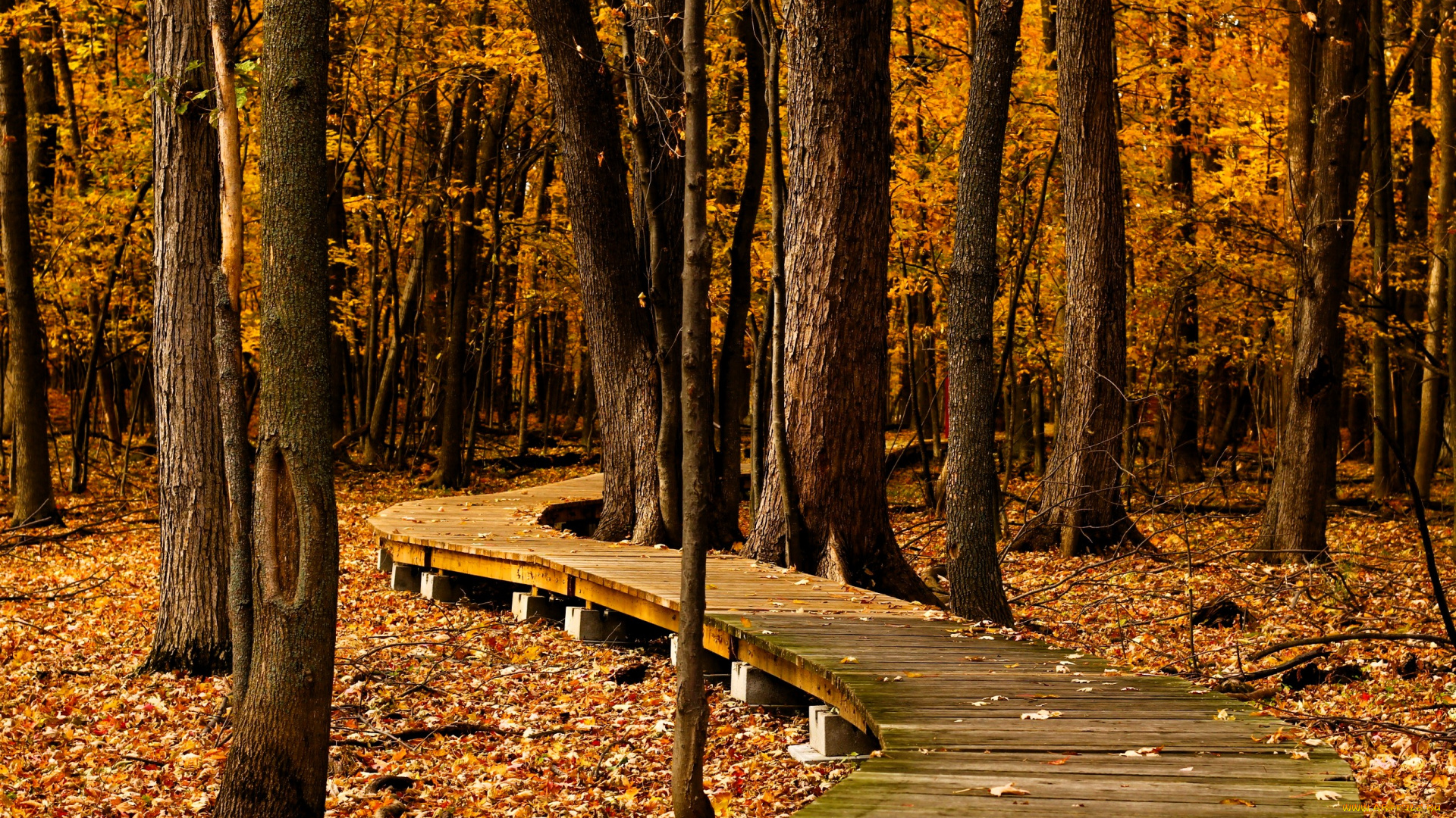 природа, дороги, лес, деревья, осень, дорожка, листопад