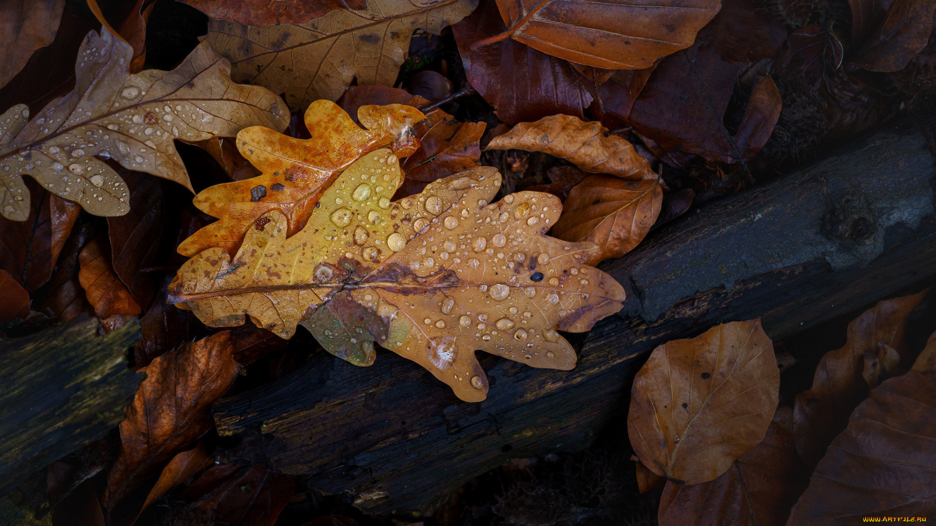 природа, листья, осень