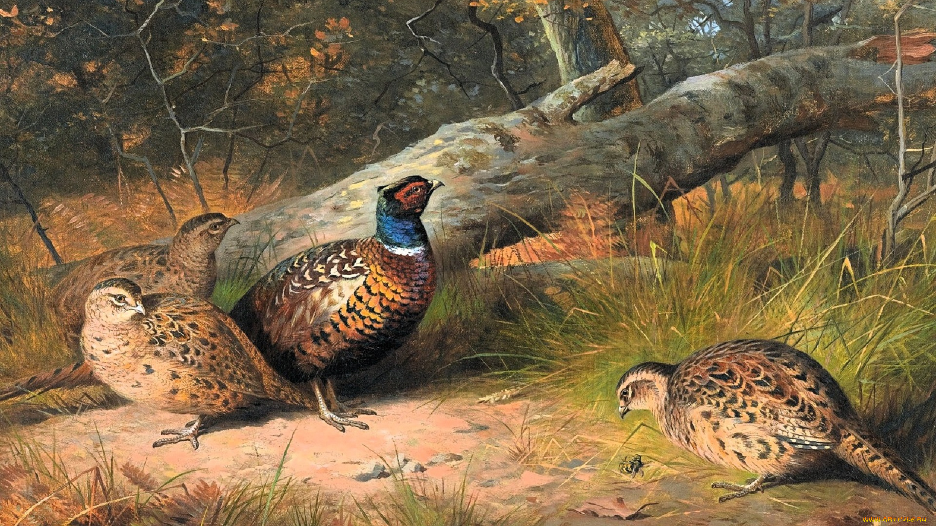 рисованное, archibald, thorburn, фазаны, бревно, лес, осень