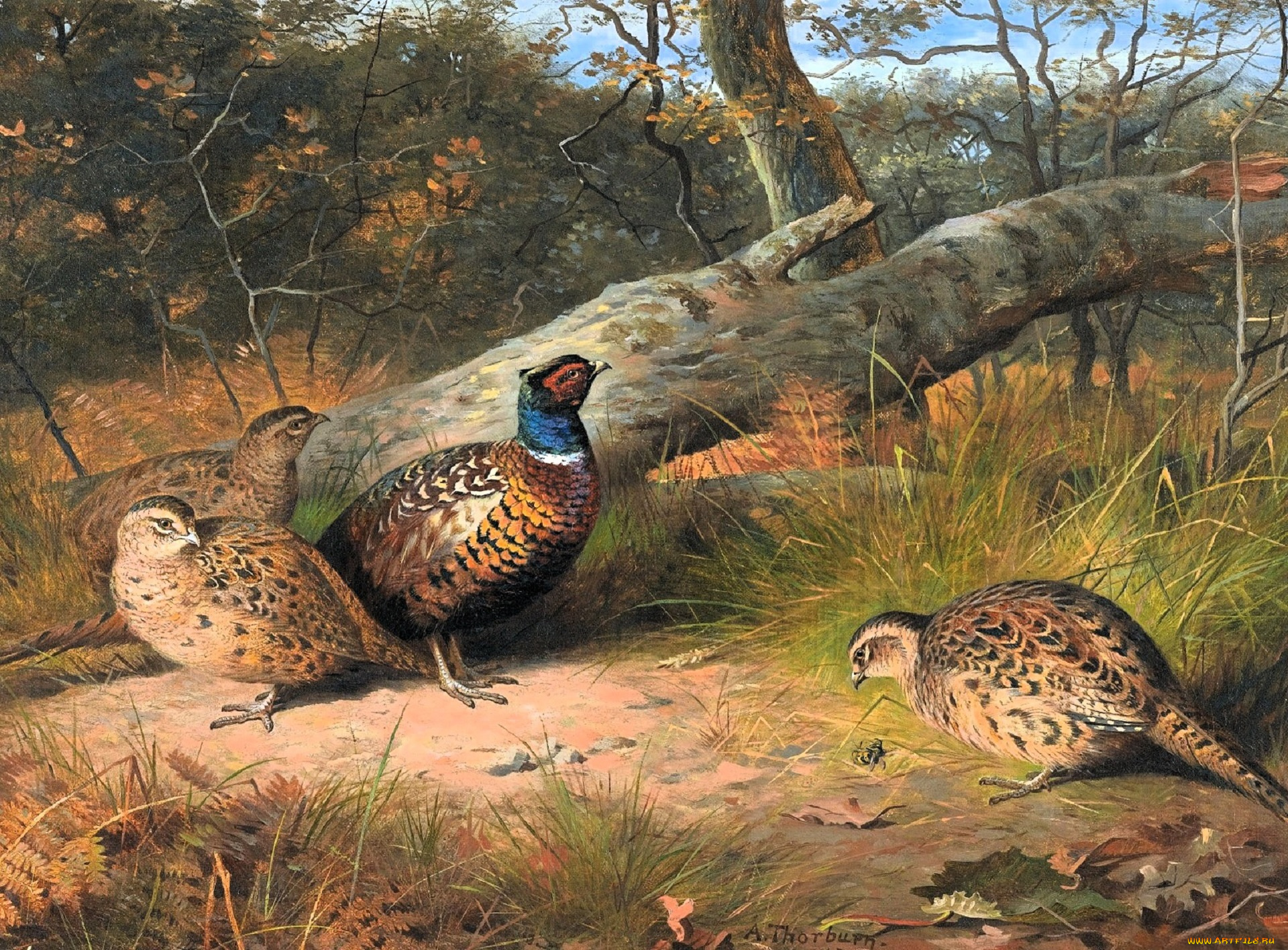 рисованное, archibald, thorburn, фазаны, бревно, лес, осень