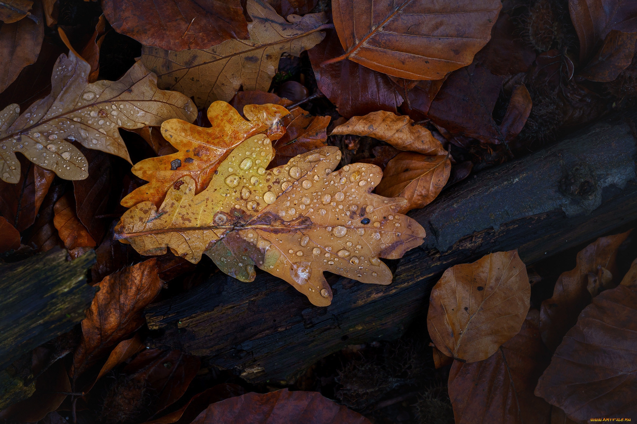 природа, листья, осень