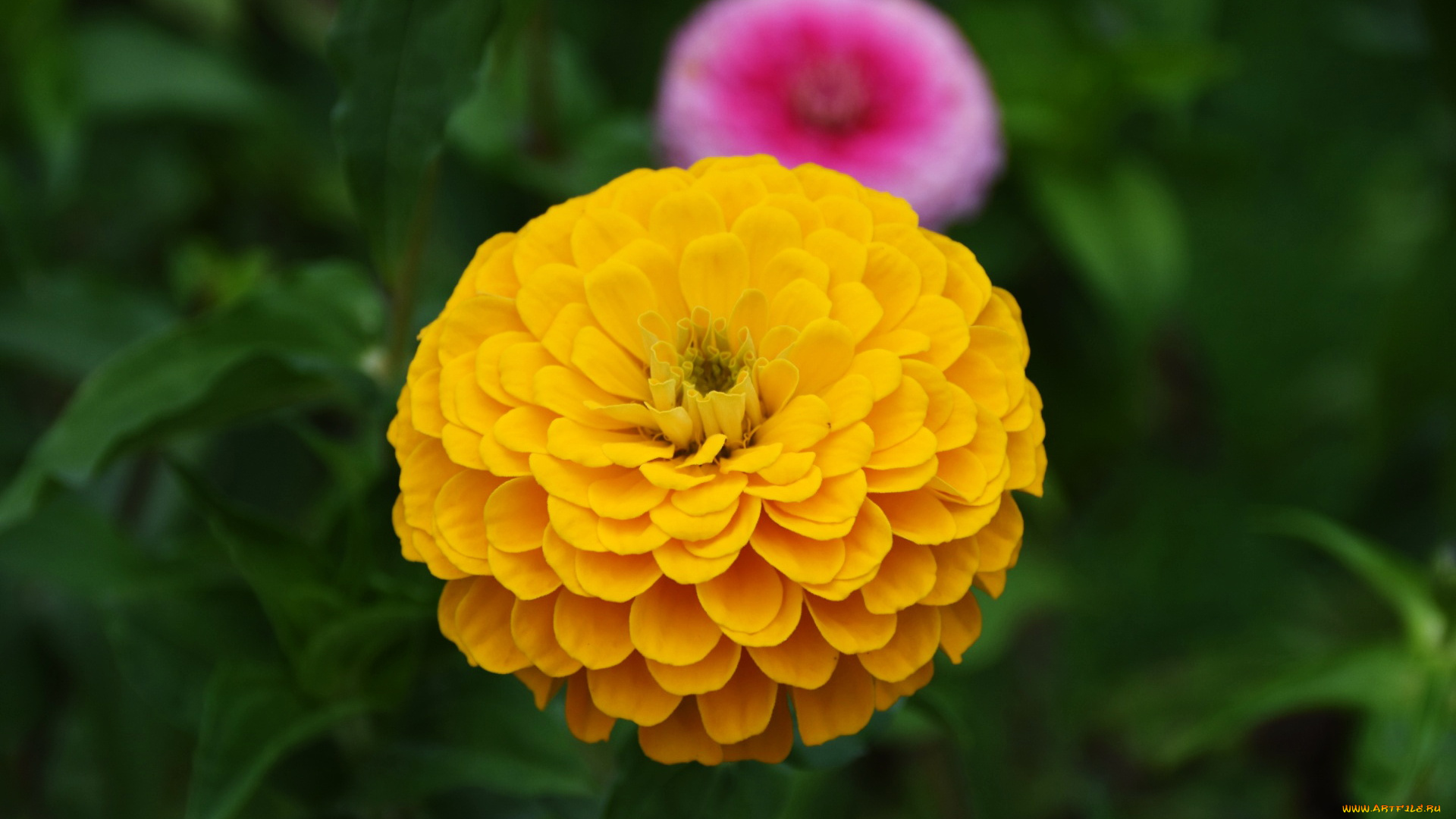 цветы, цинния, желтая, макро