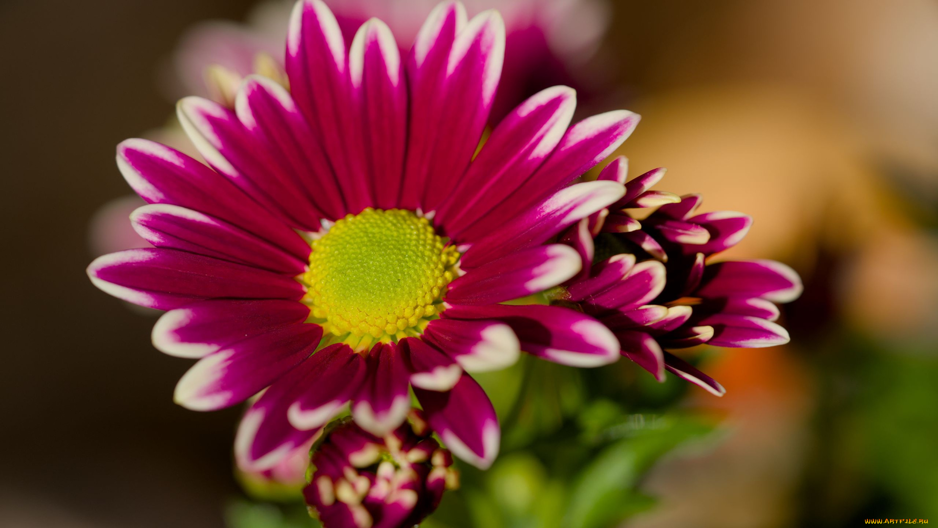 цветы, хризантемы, розовая, хризантема, бутоны