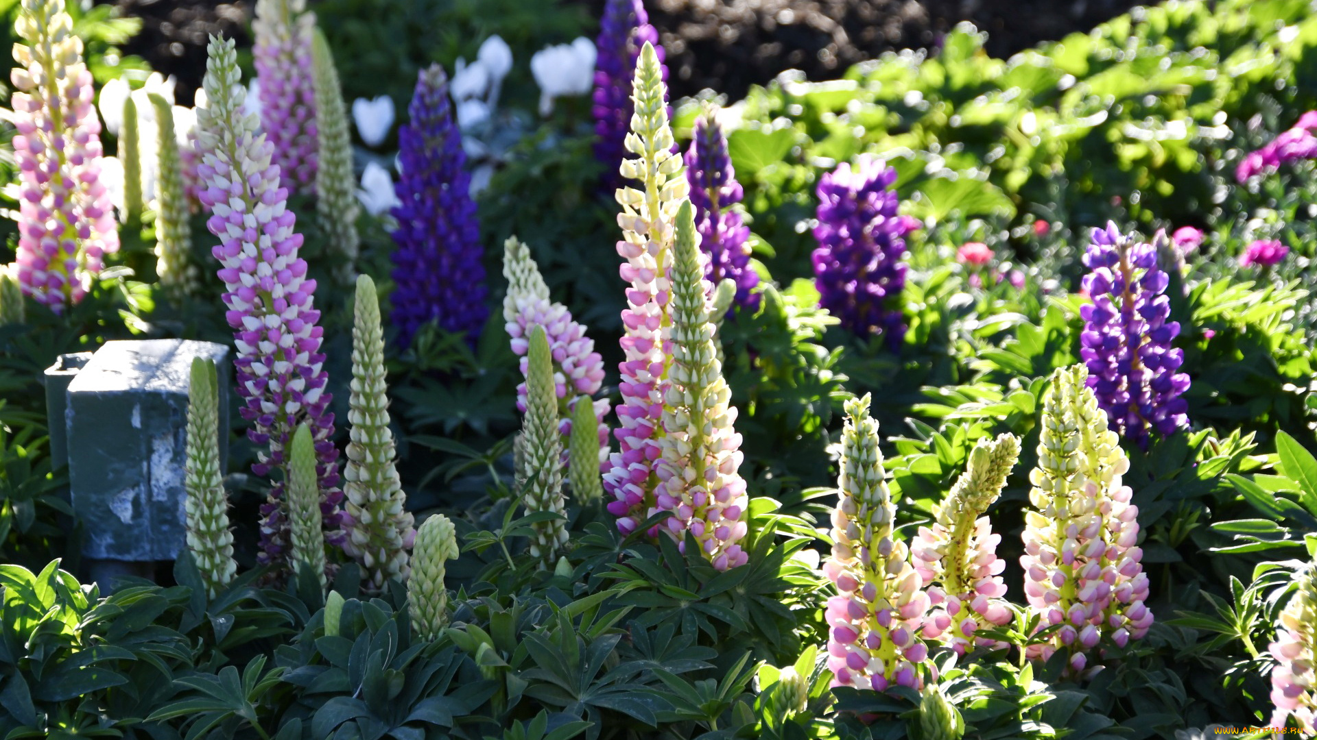 цветы, люпин, розовые, синие, фиолетовые, соцветия