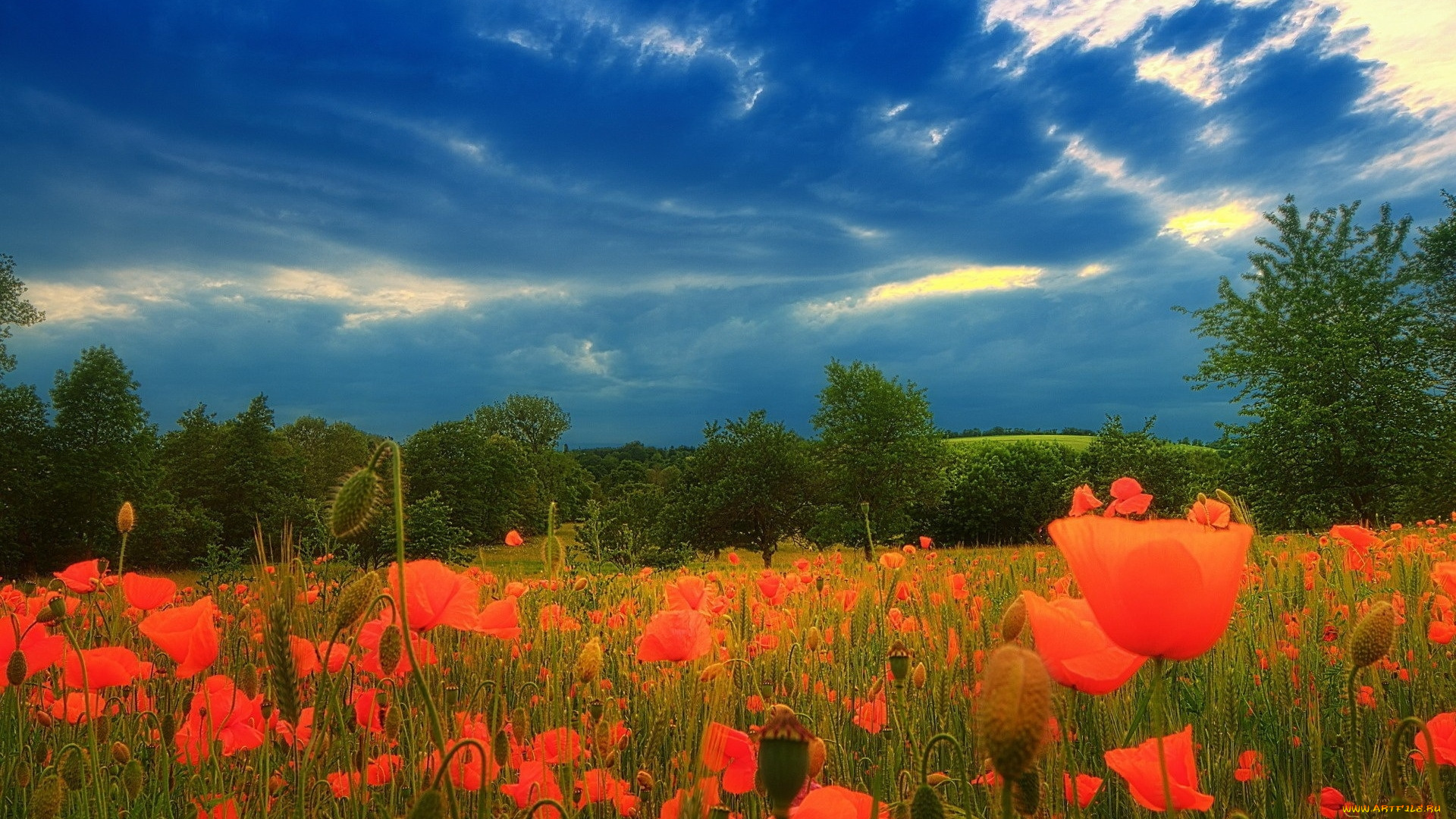 цветы, маки, поле, алые, небо