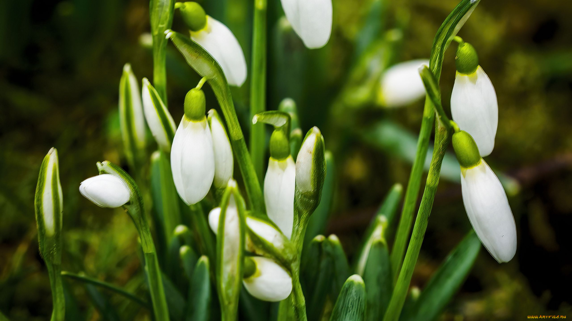 цветы, подснежники, , белоцветники, , пролески, первоцветы