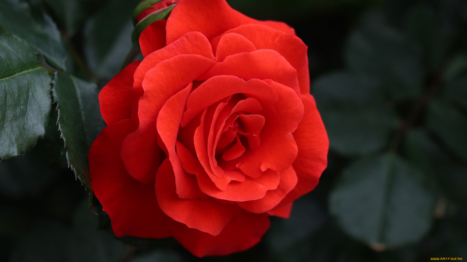 цветы, розы, алая, роза, макро