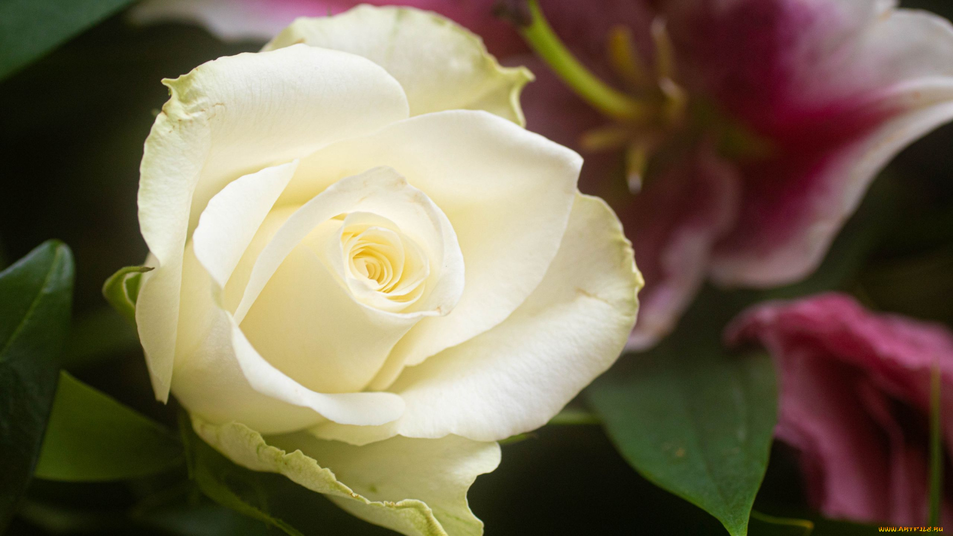 цветы, розы, белая, роза, бутон