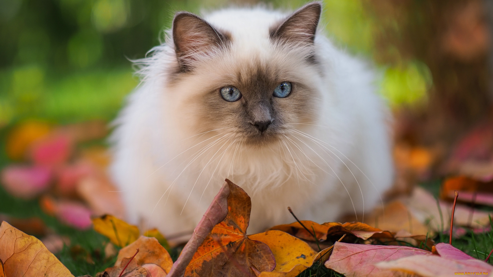 животные, коты, кот, кошка