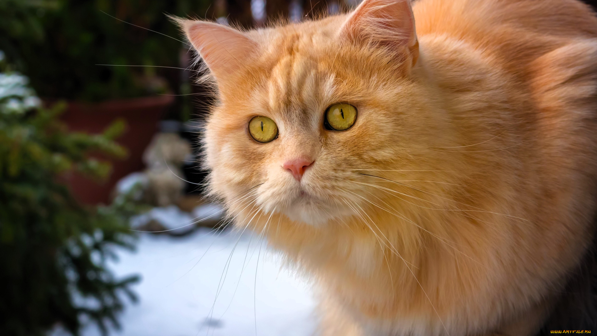 животные, коты, кот, рыжий, двор, деревья, снег, забор