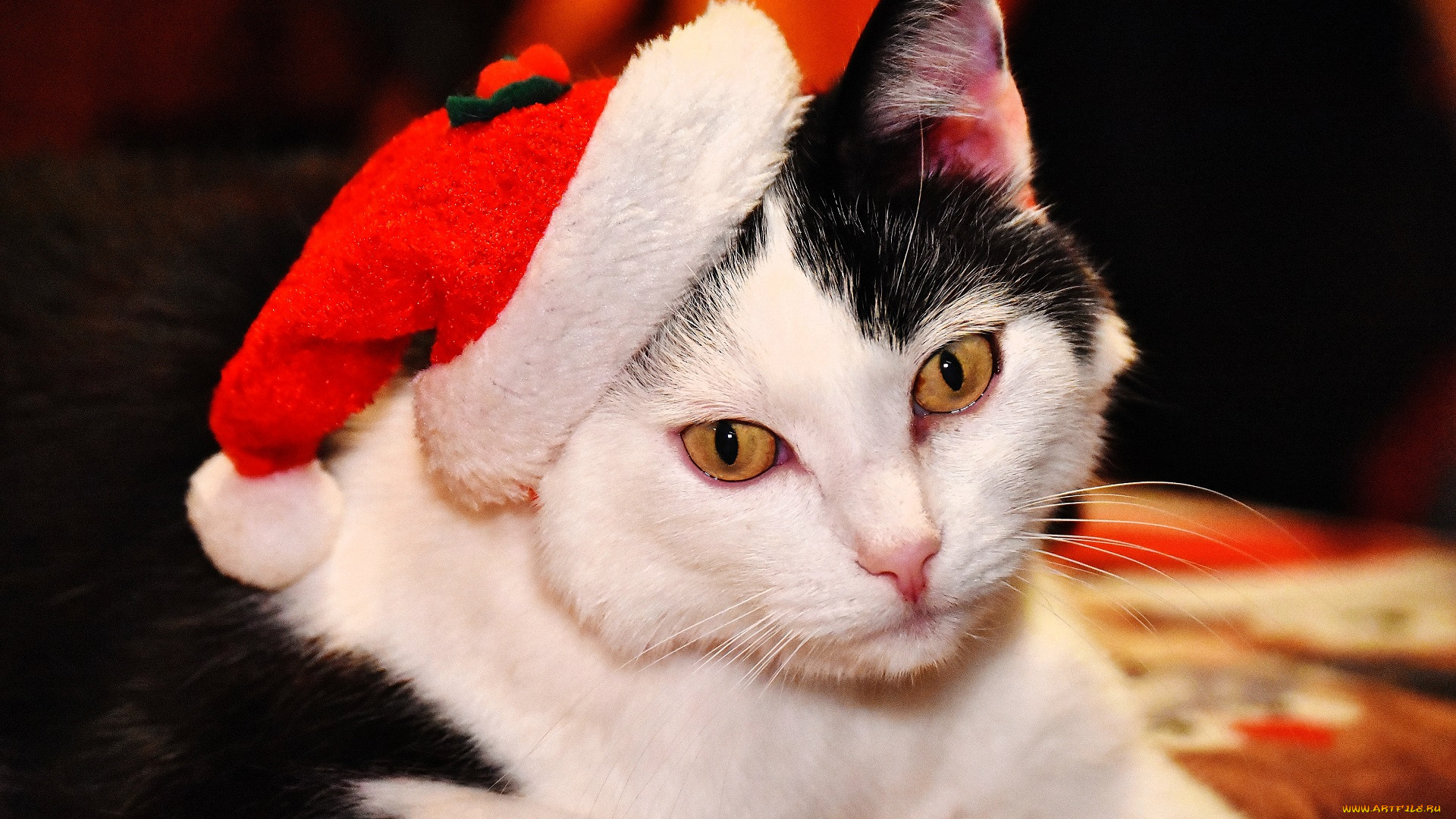 животные, коты, кот, шапка