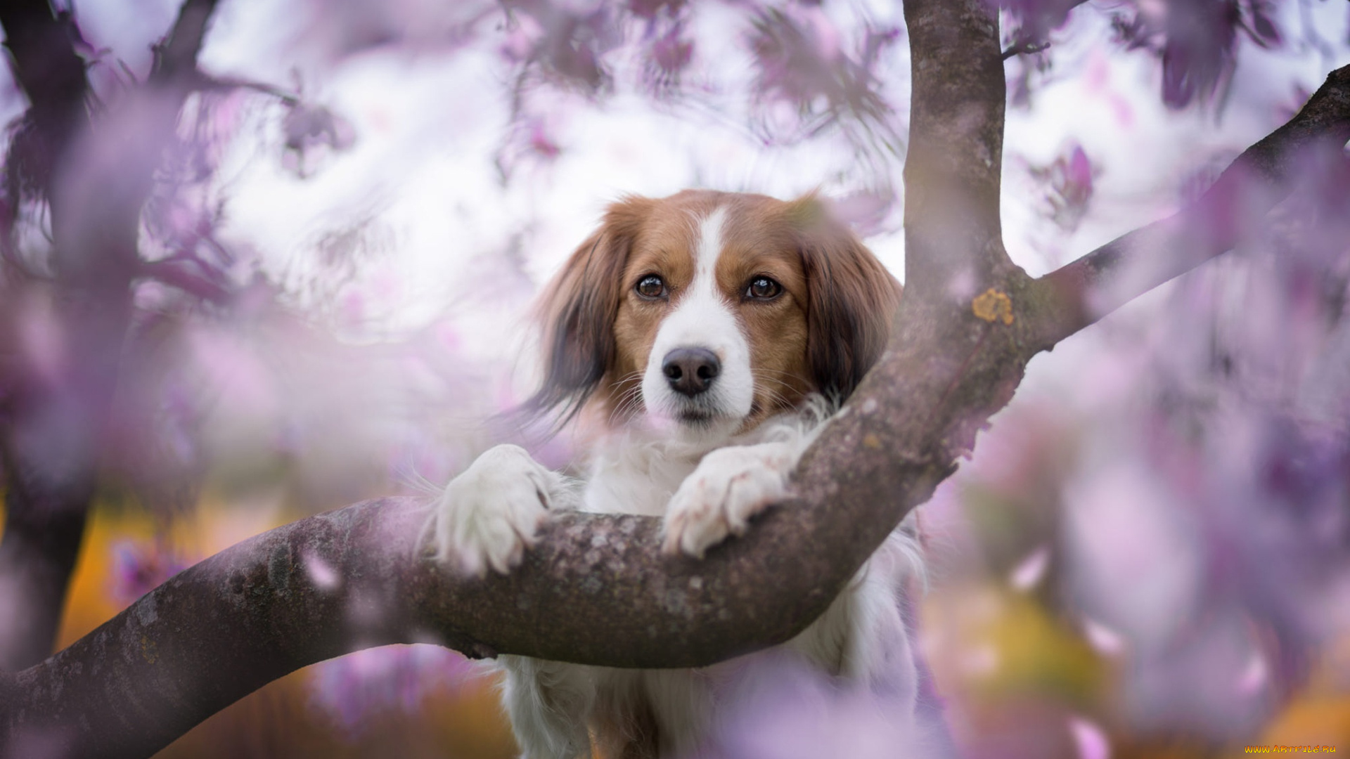 животные, собаки, собачка