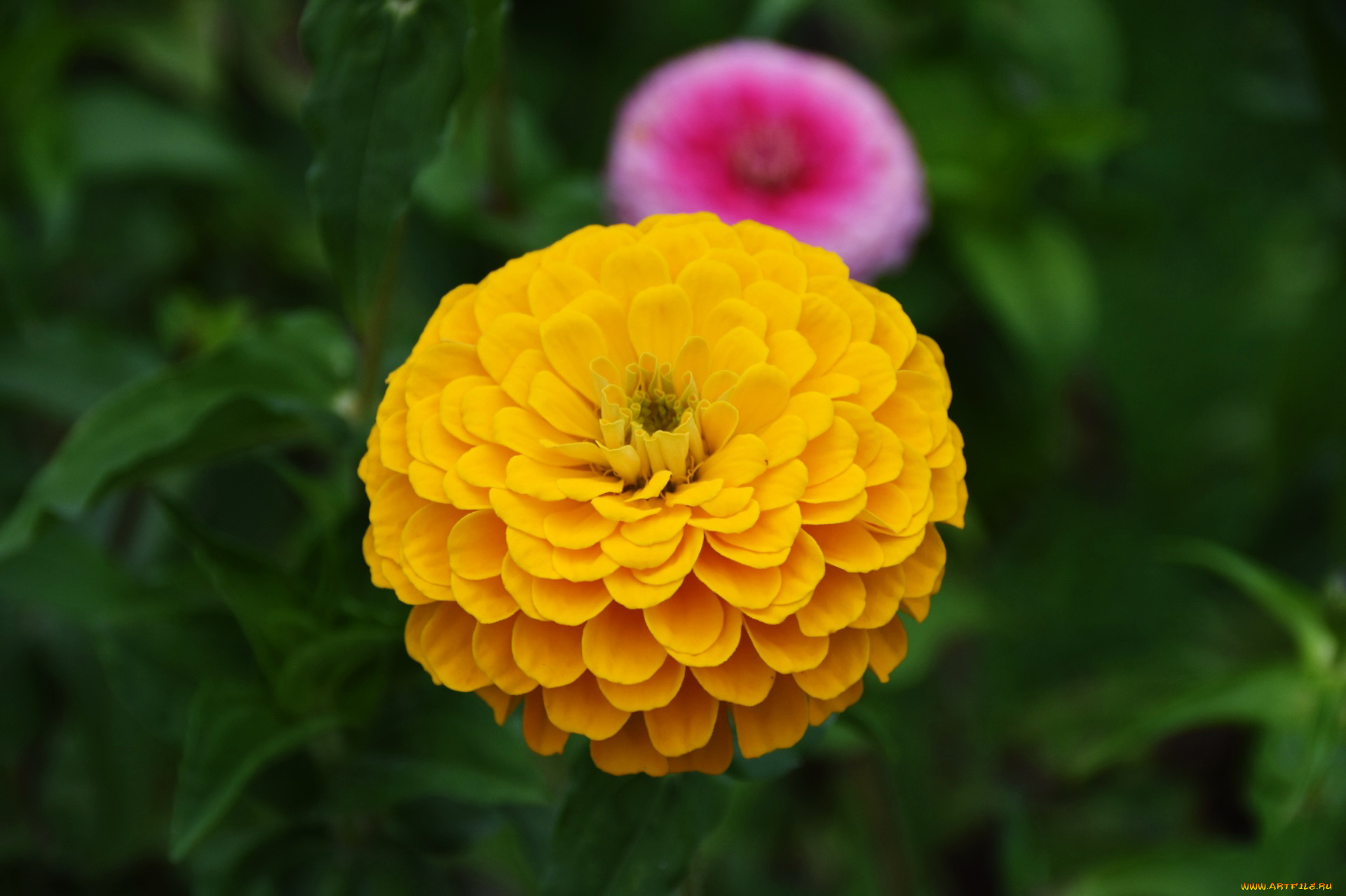 цветы, цинния, желтая, макро