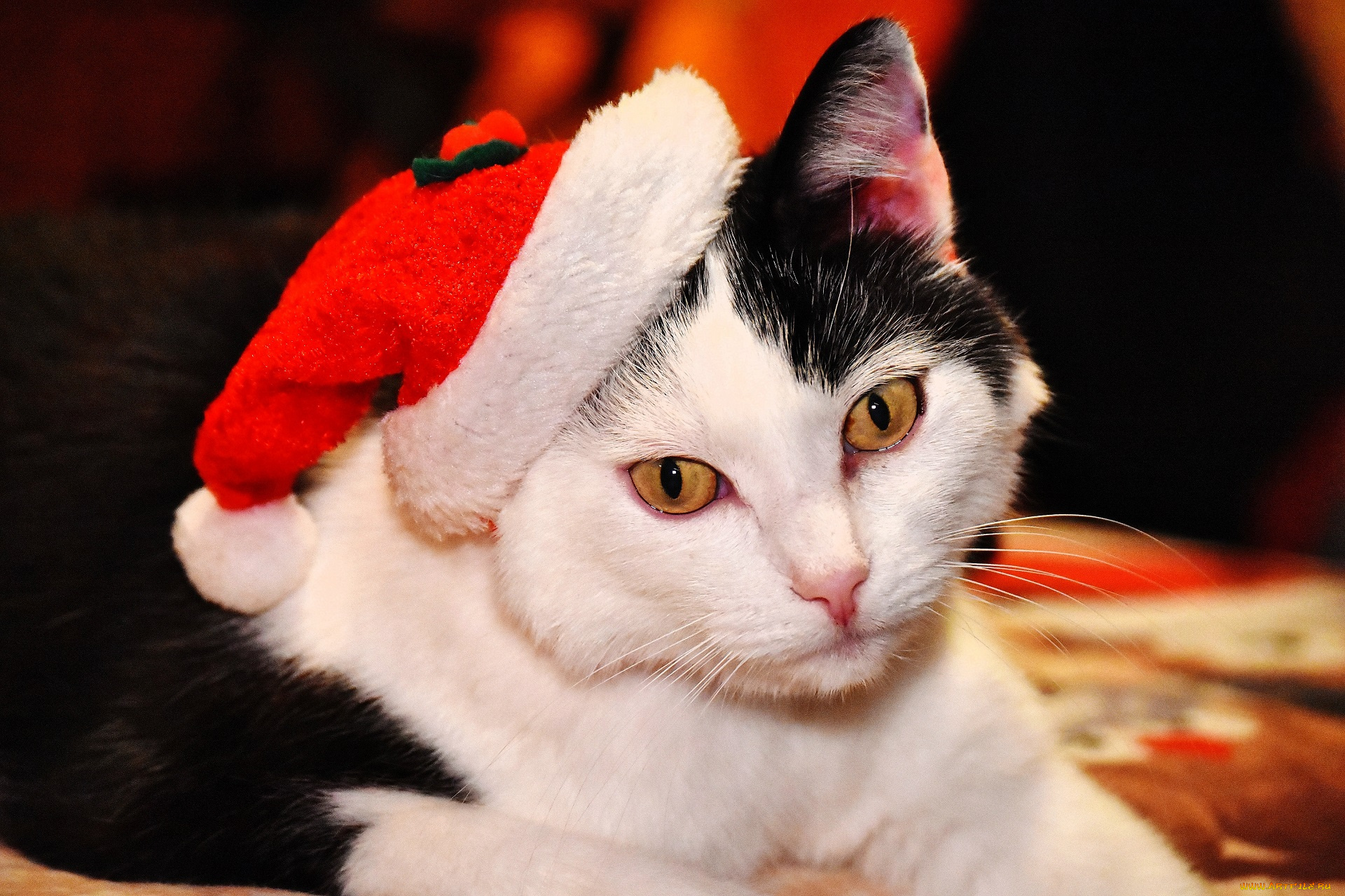 животные, коты, кот, шапка