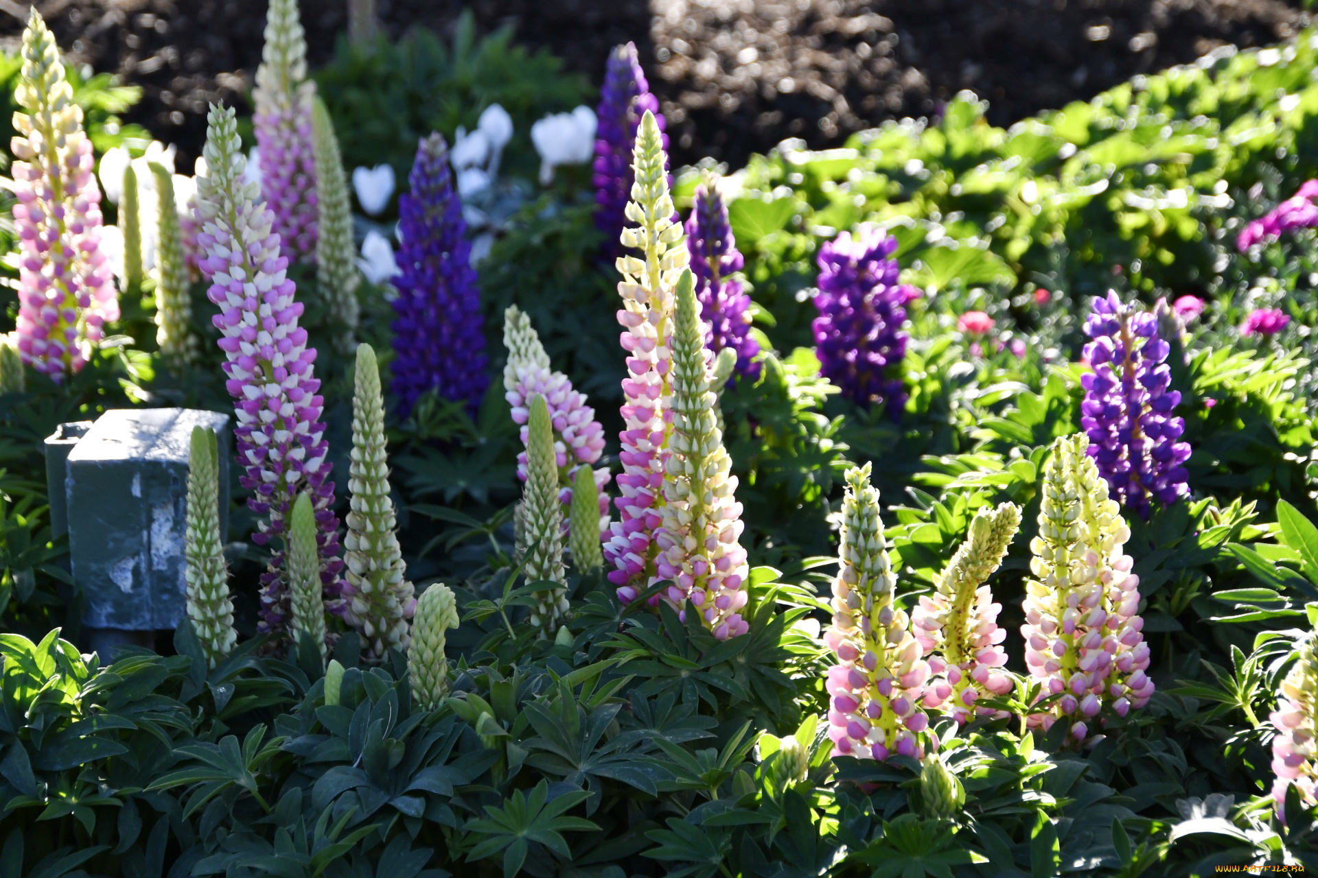 цветы, люпин, розовые, синие, фиолетовые, соцветия