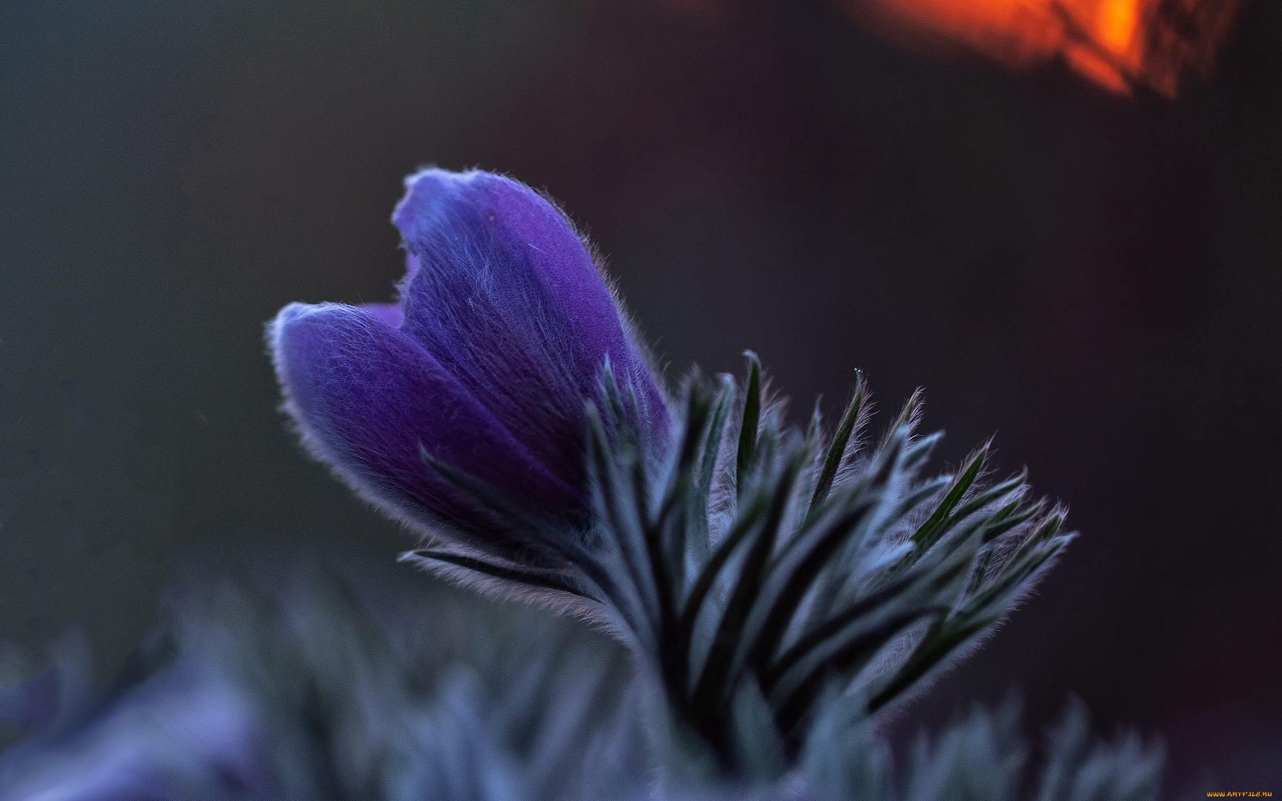 цветы, анемоны, , сон-трава, одиночка, сон-трава, лиловый