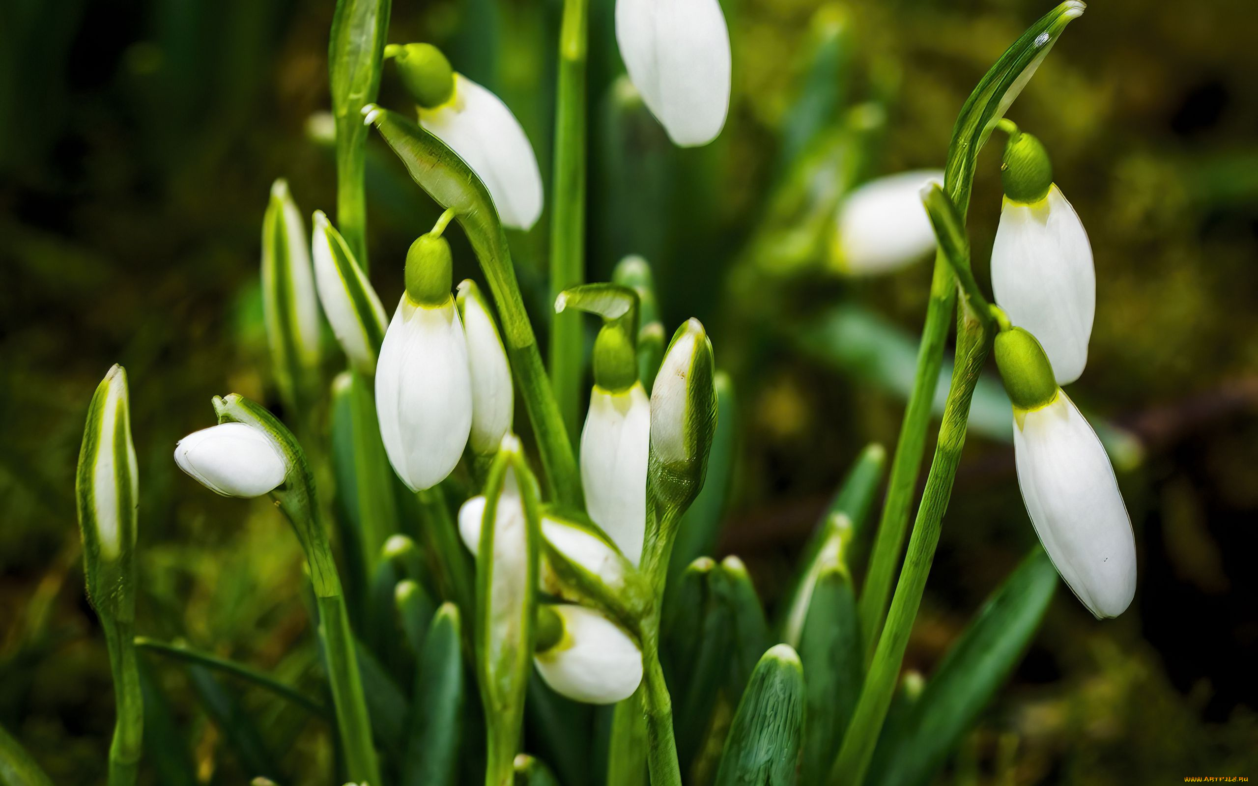 цветы, подснежники, , белоцветники, , пролески, первоцветы