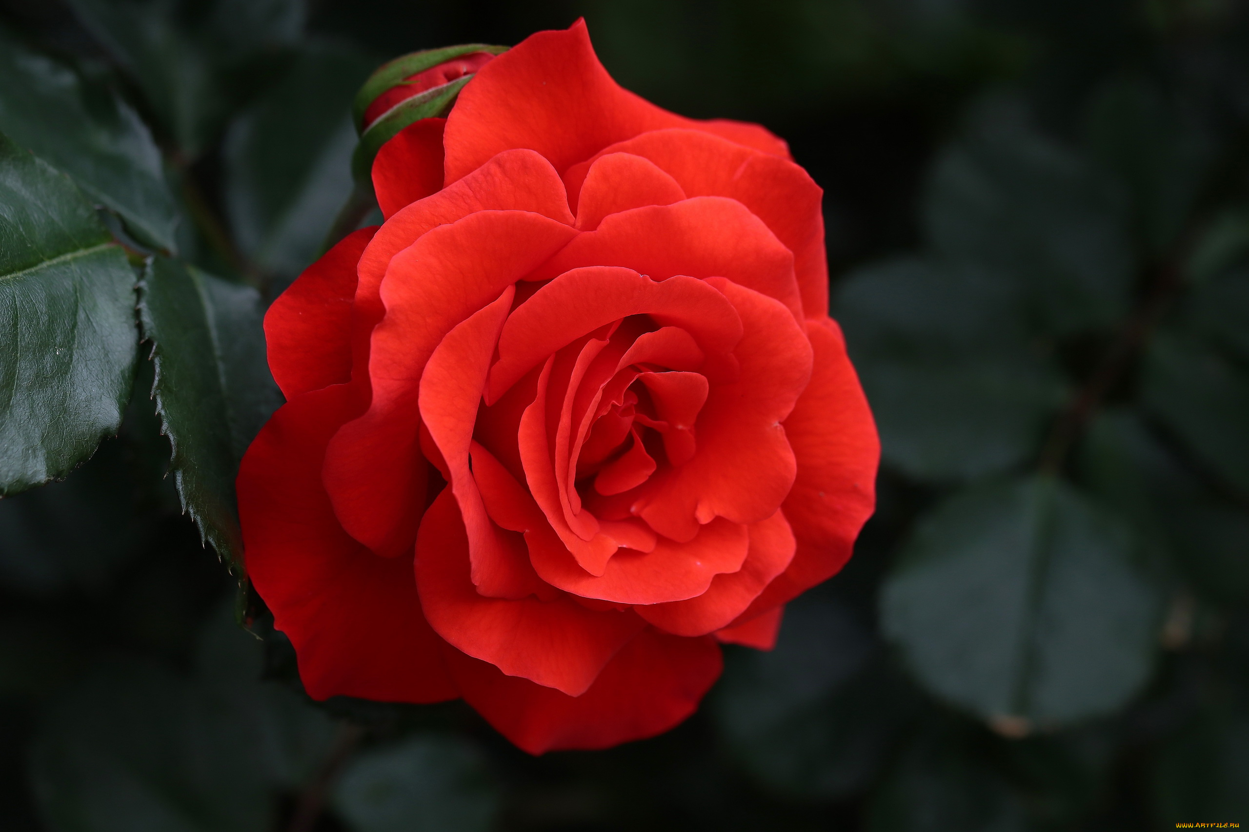 цветы, розы, алая, роза, макро