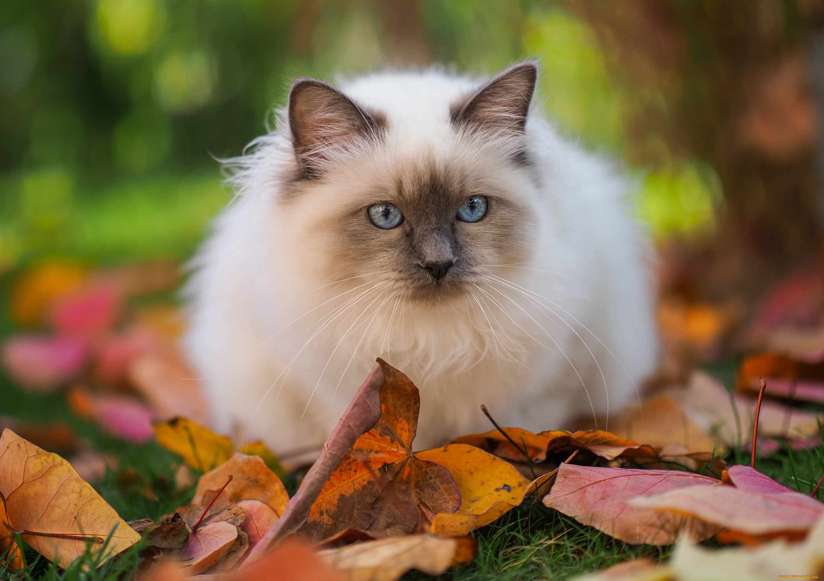 животные, коты, кот, кошка