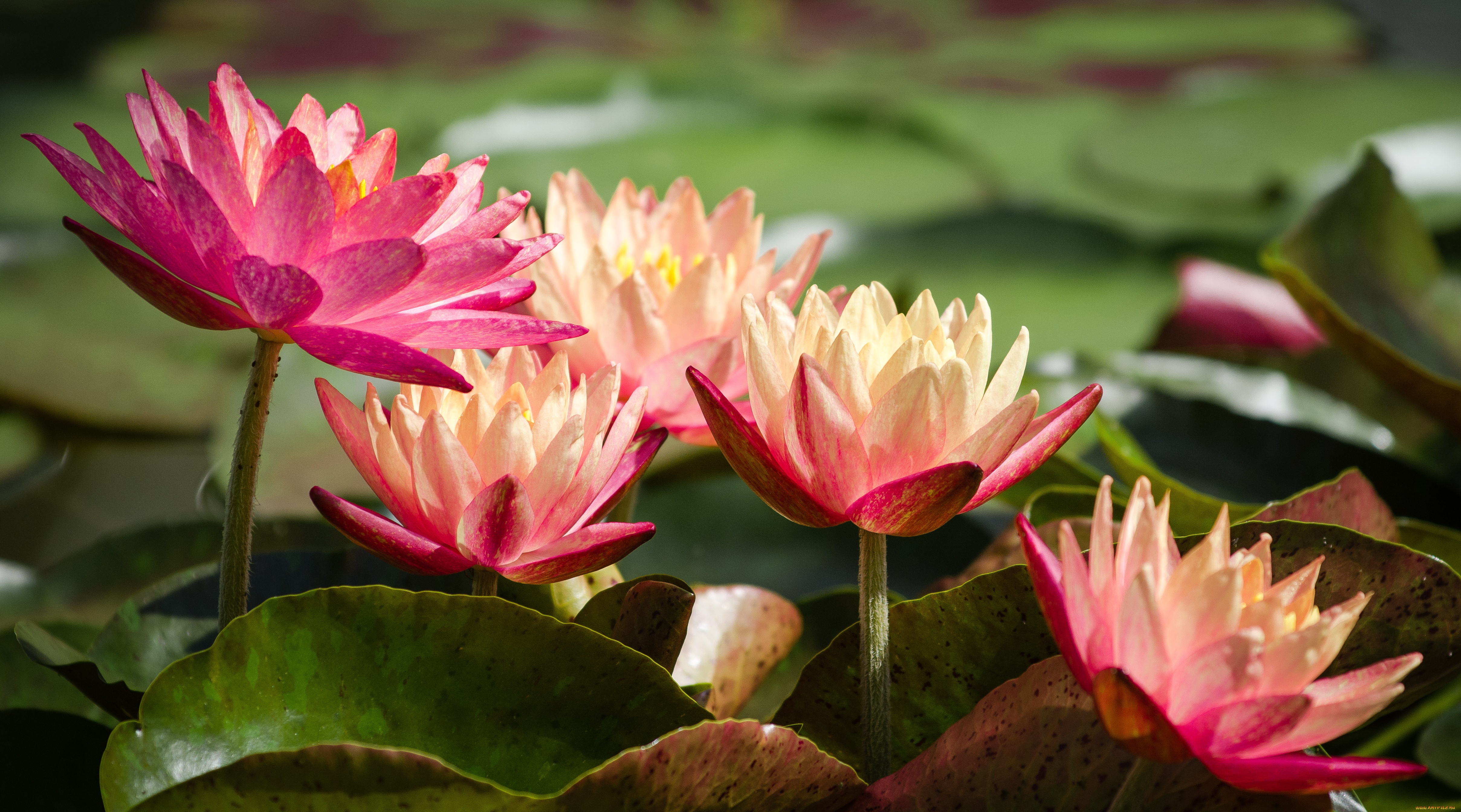 цветы, лилии, водяные, , нимфеи, , кувшинки