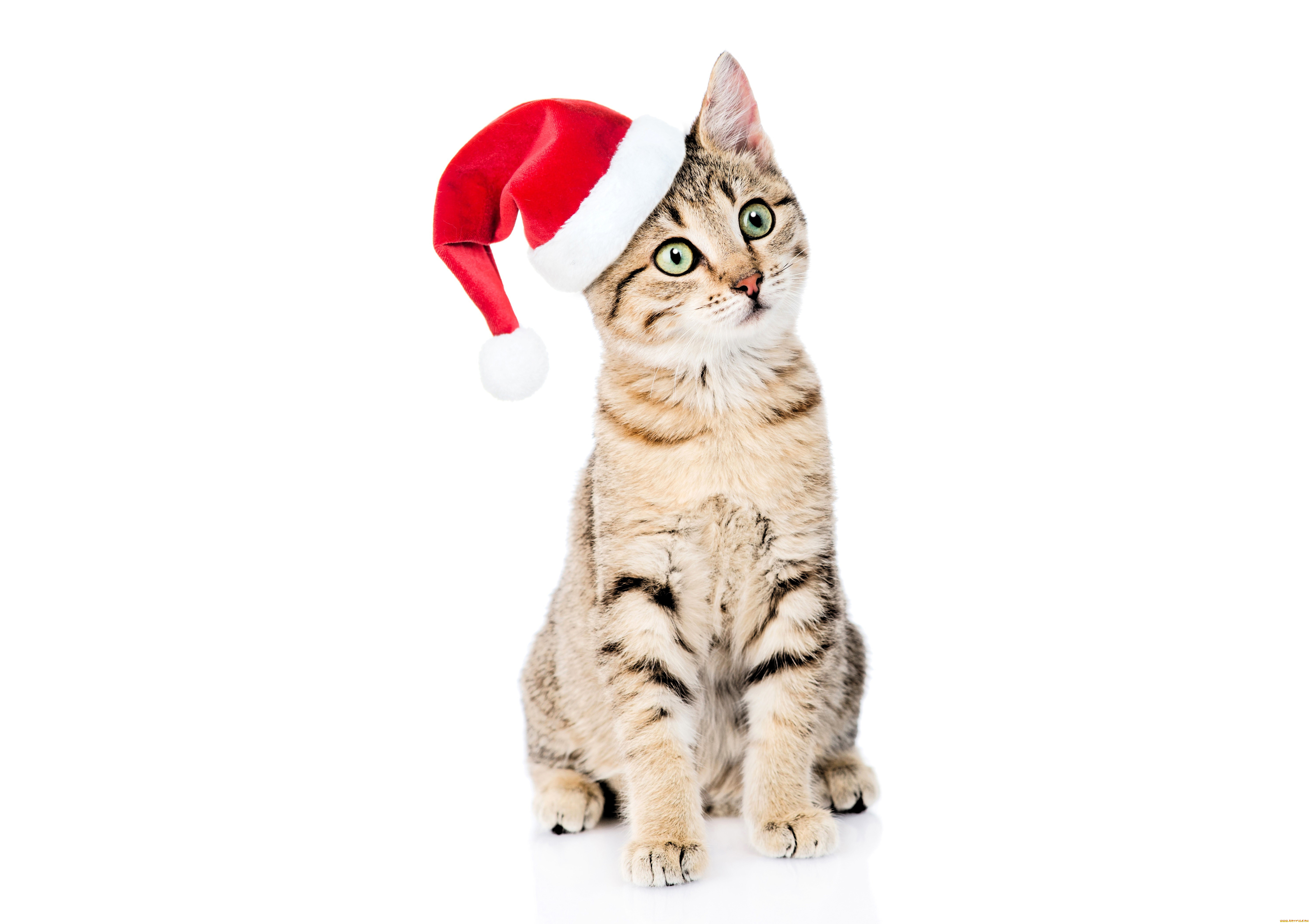 животные, коты, кот, шапка, новый, год