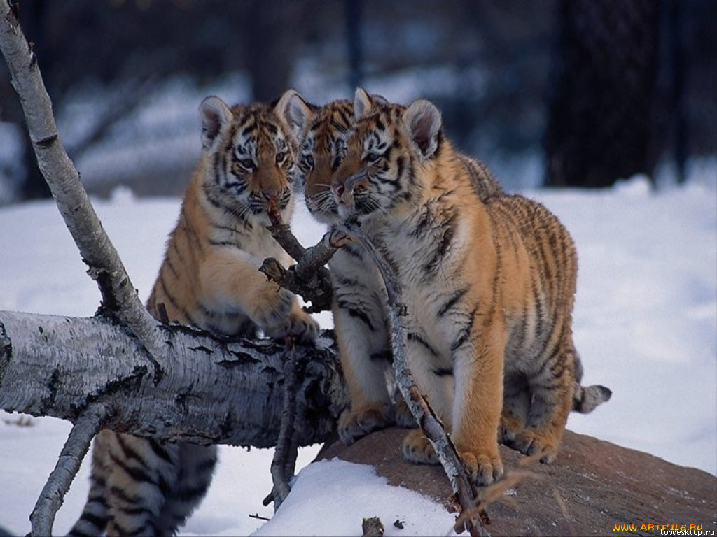 животные, тигры
