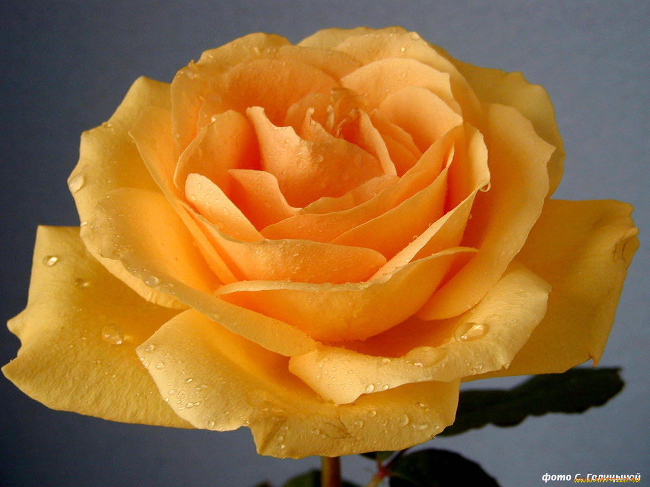 цветы, розы