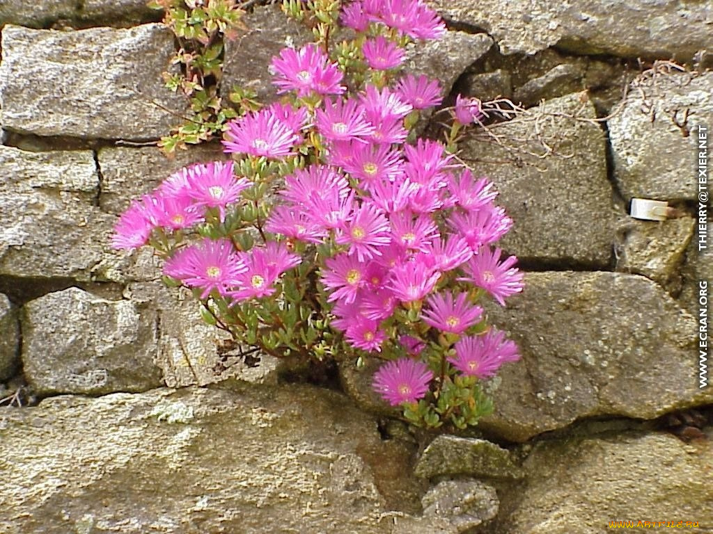 цветы, аизовые