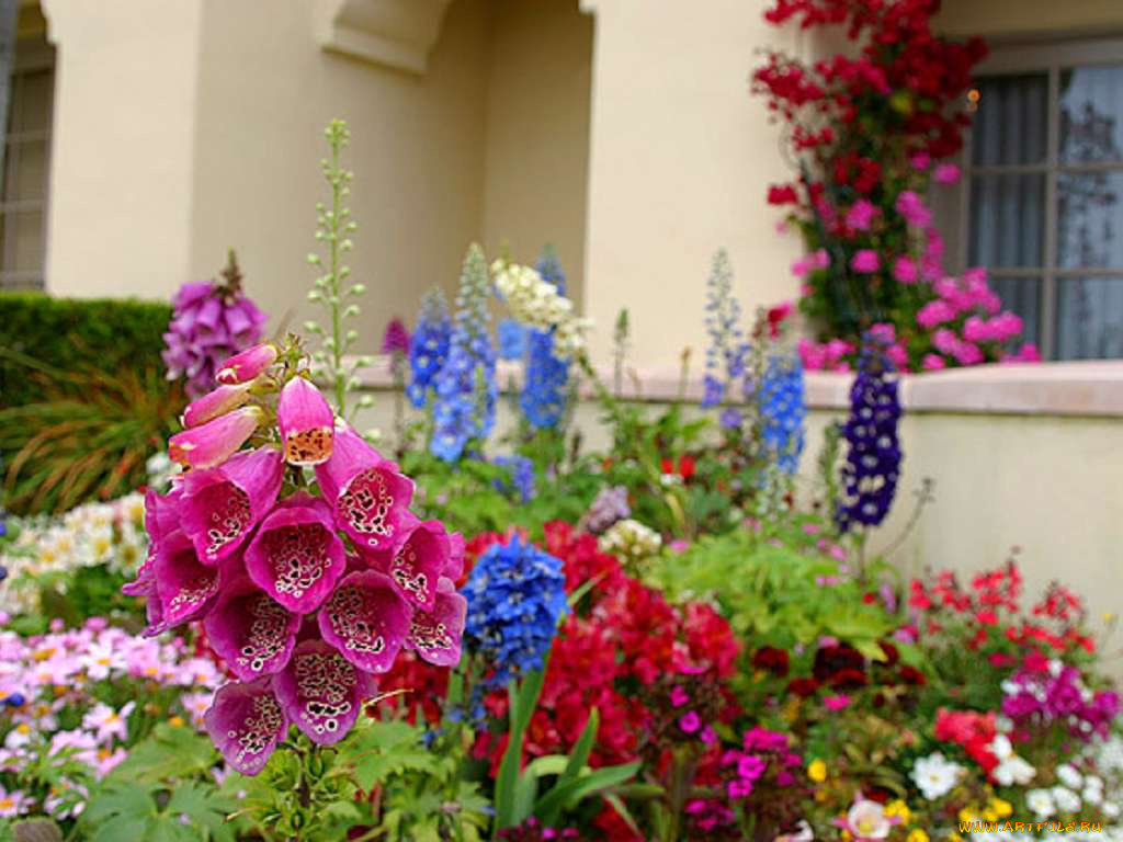 цветы, разные, вместе