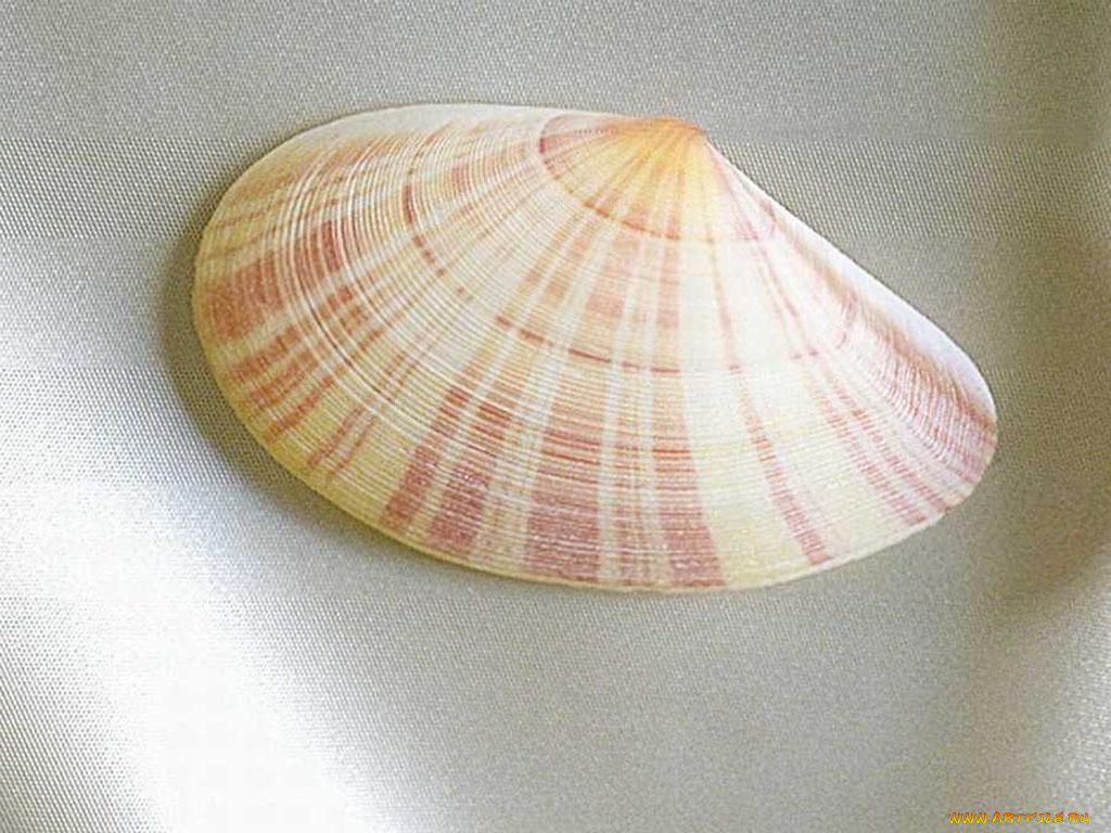 разное, ракушки, кораллы, декоративные, spa, камни