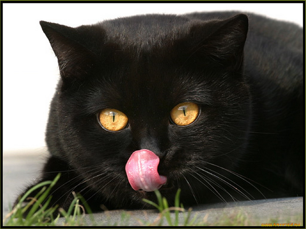 животные, коты