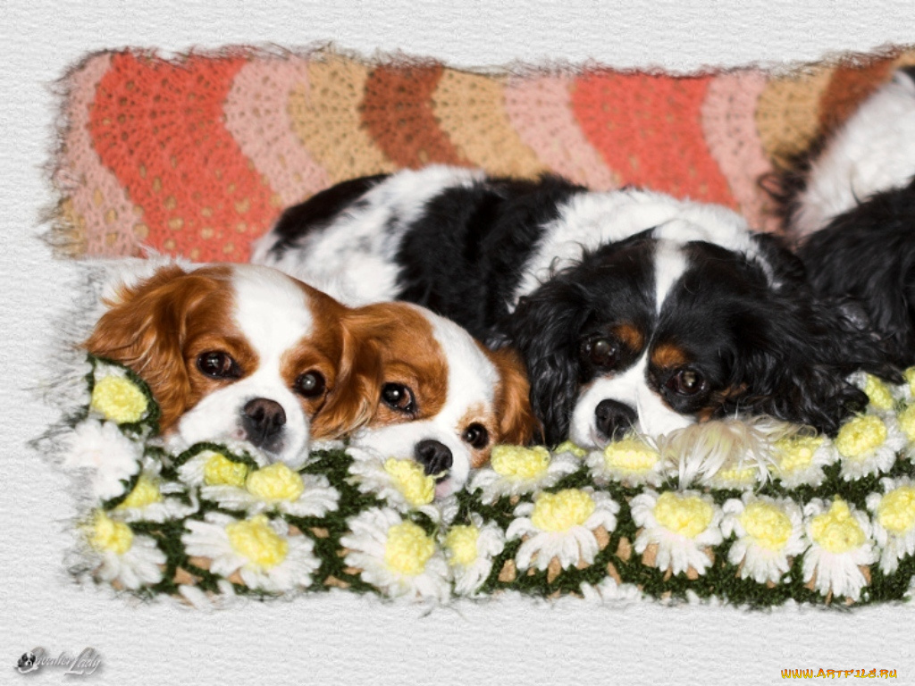 животные, собаки