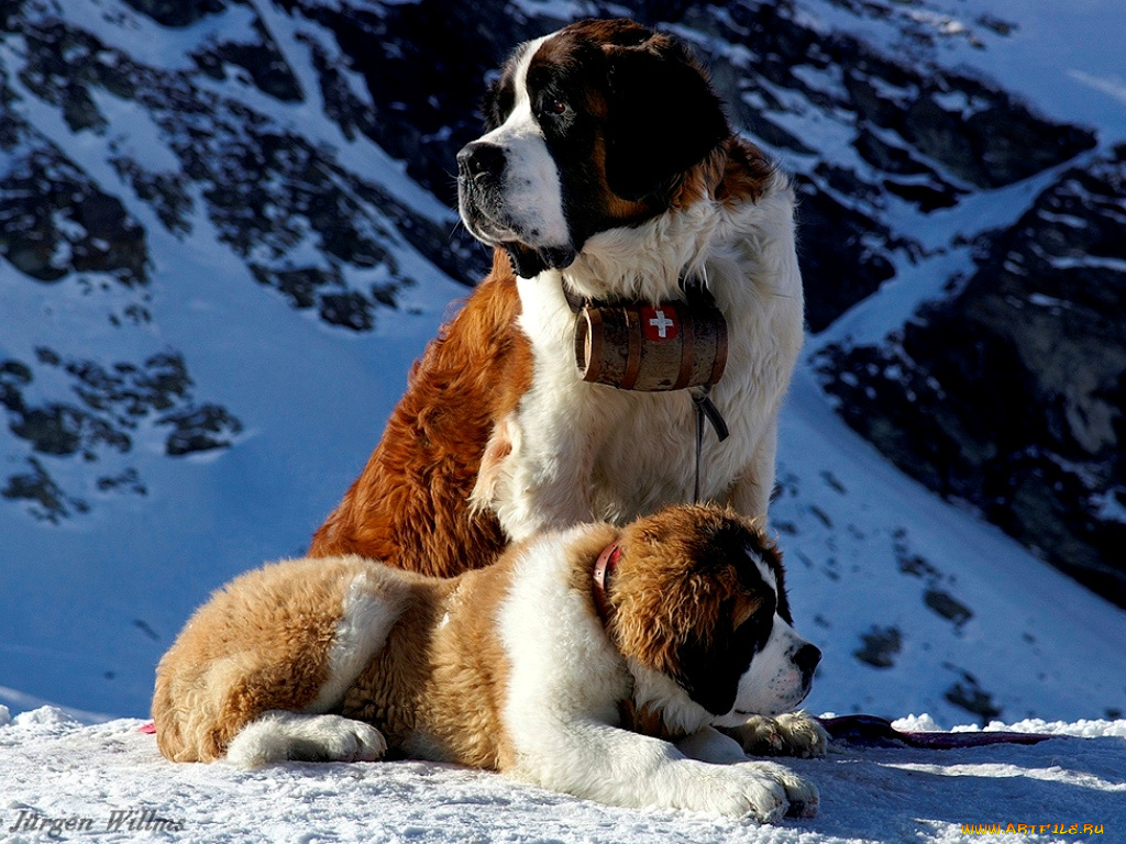 животные, собаки