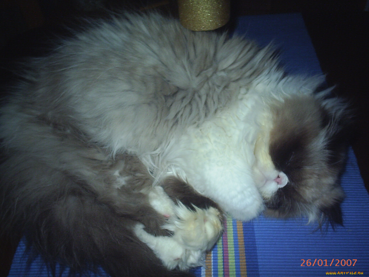 сир, ендрю, животные, коты