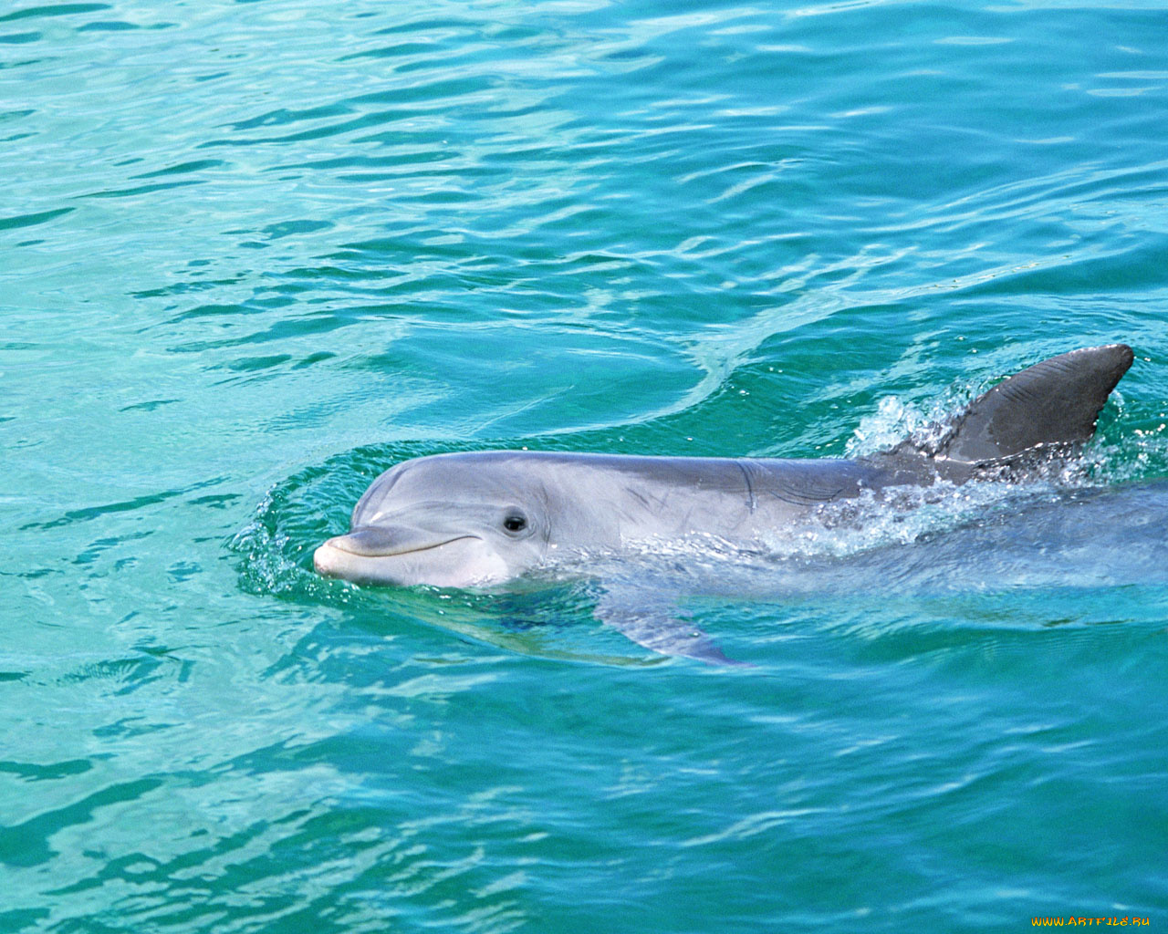 животные, дельфины
