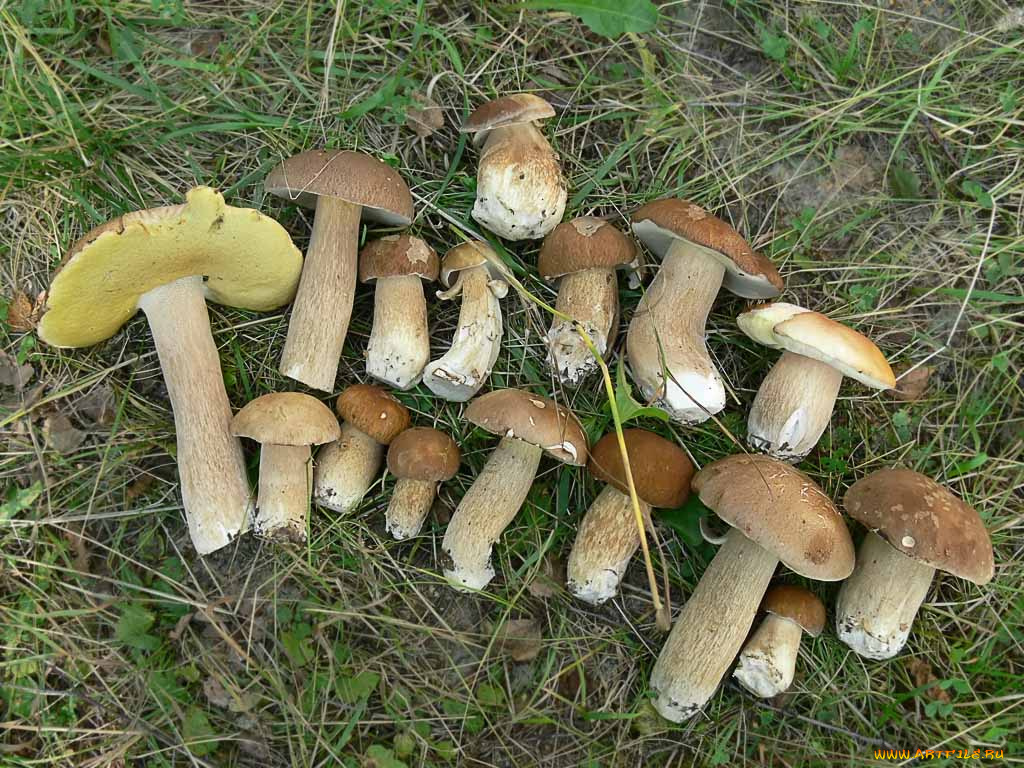 еда, грибы, грибные, блюда