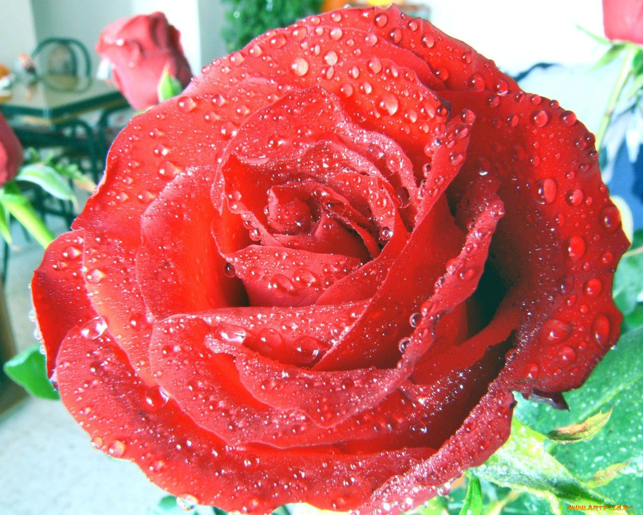 цветы, розы